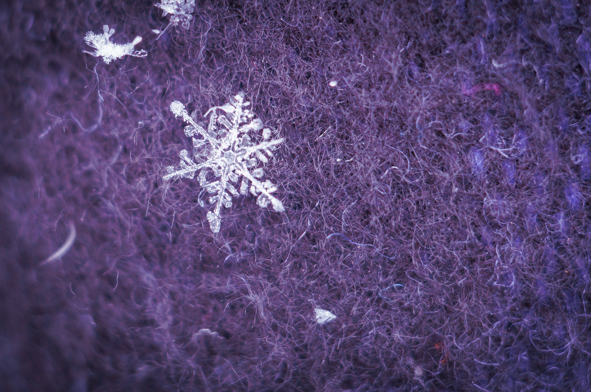 Solitary Snowflake on a wool scarf