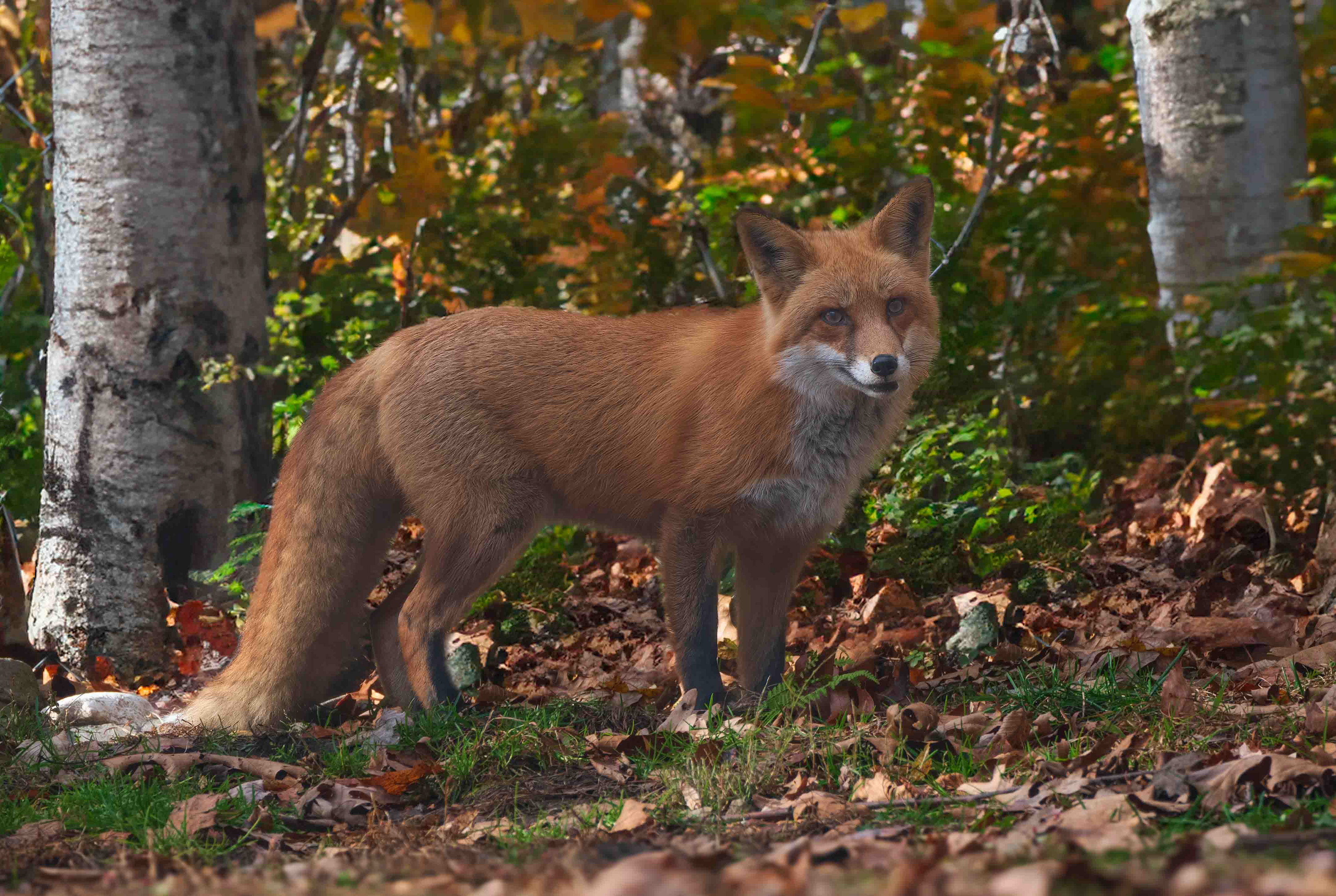 Friendly Fox