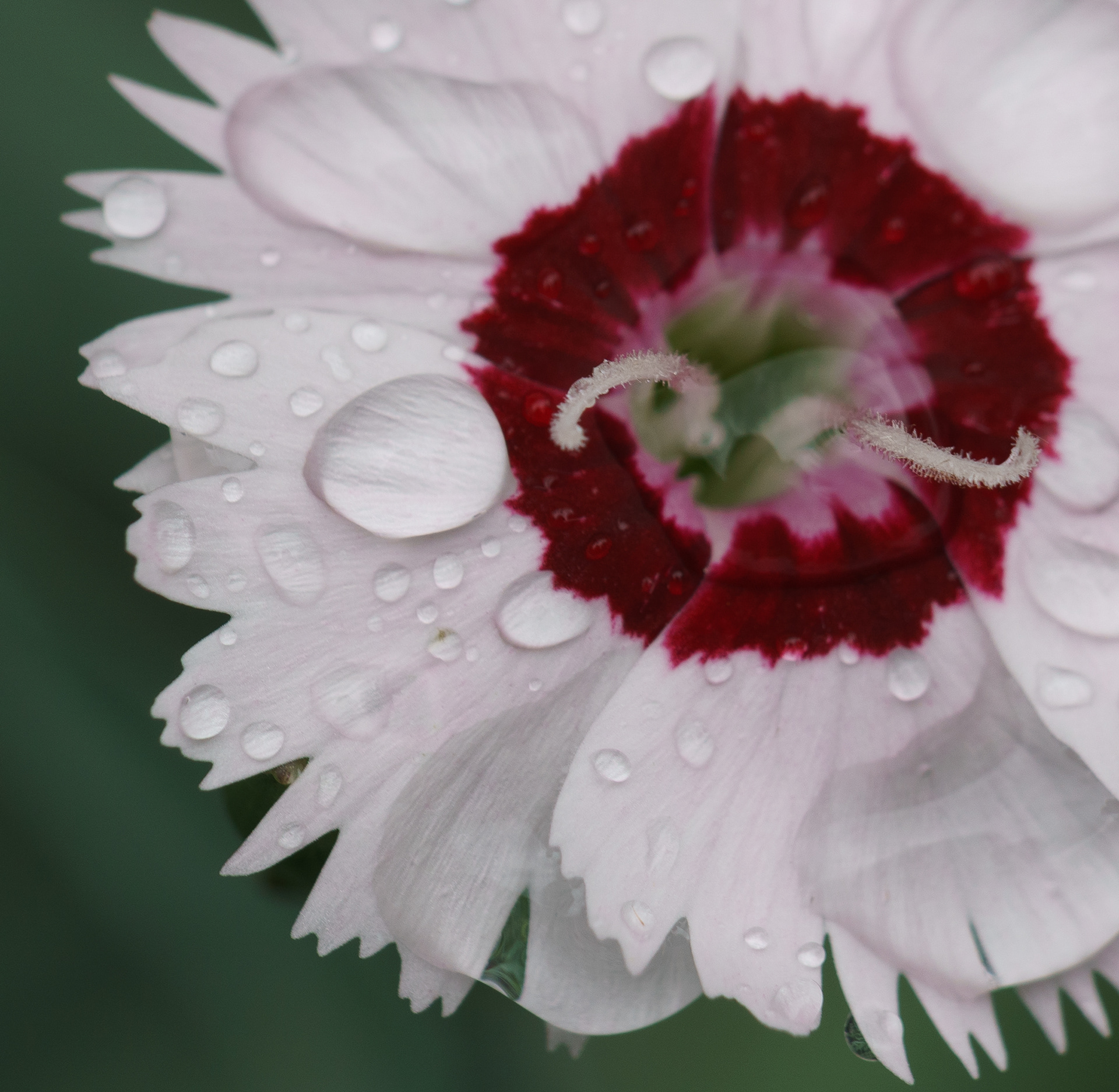 Peppermint Dianthus