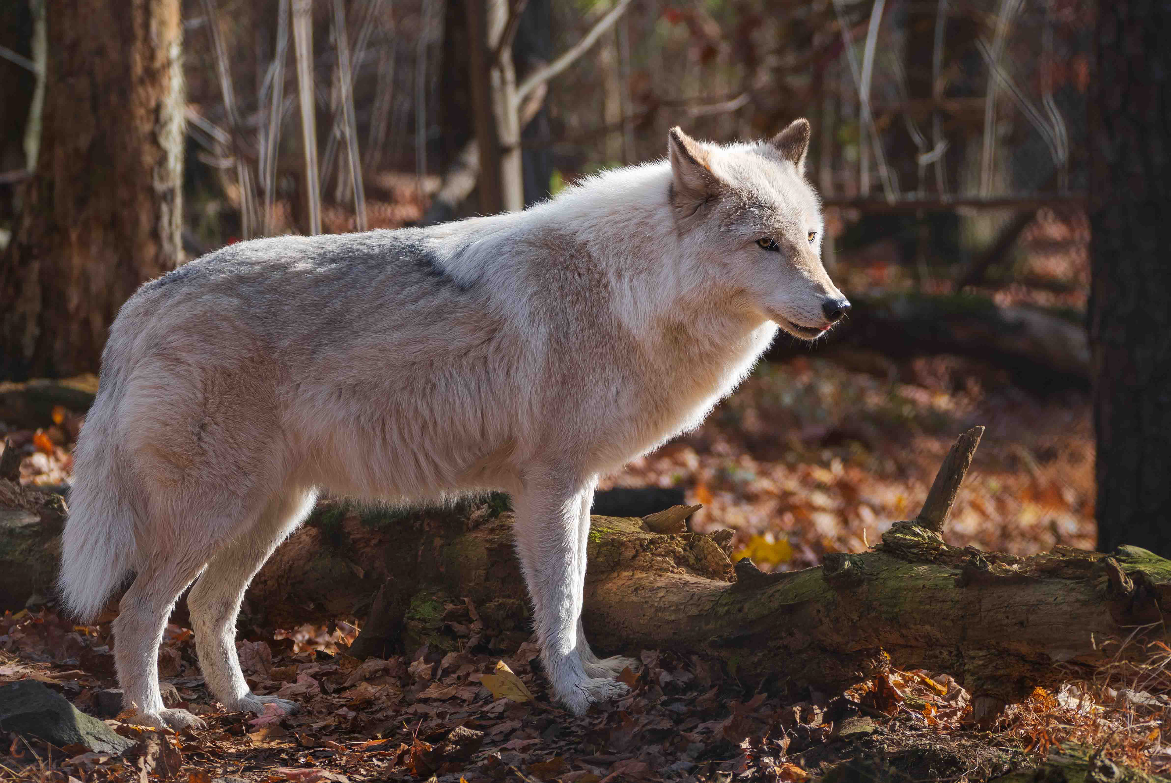 Arctic Wolf