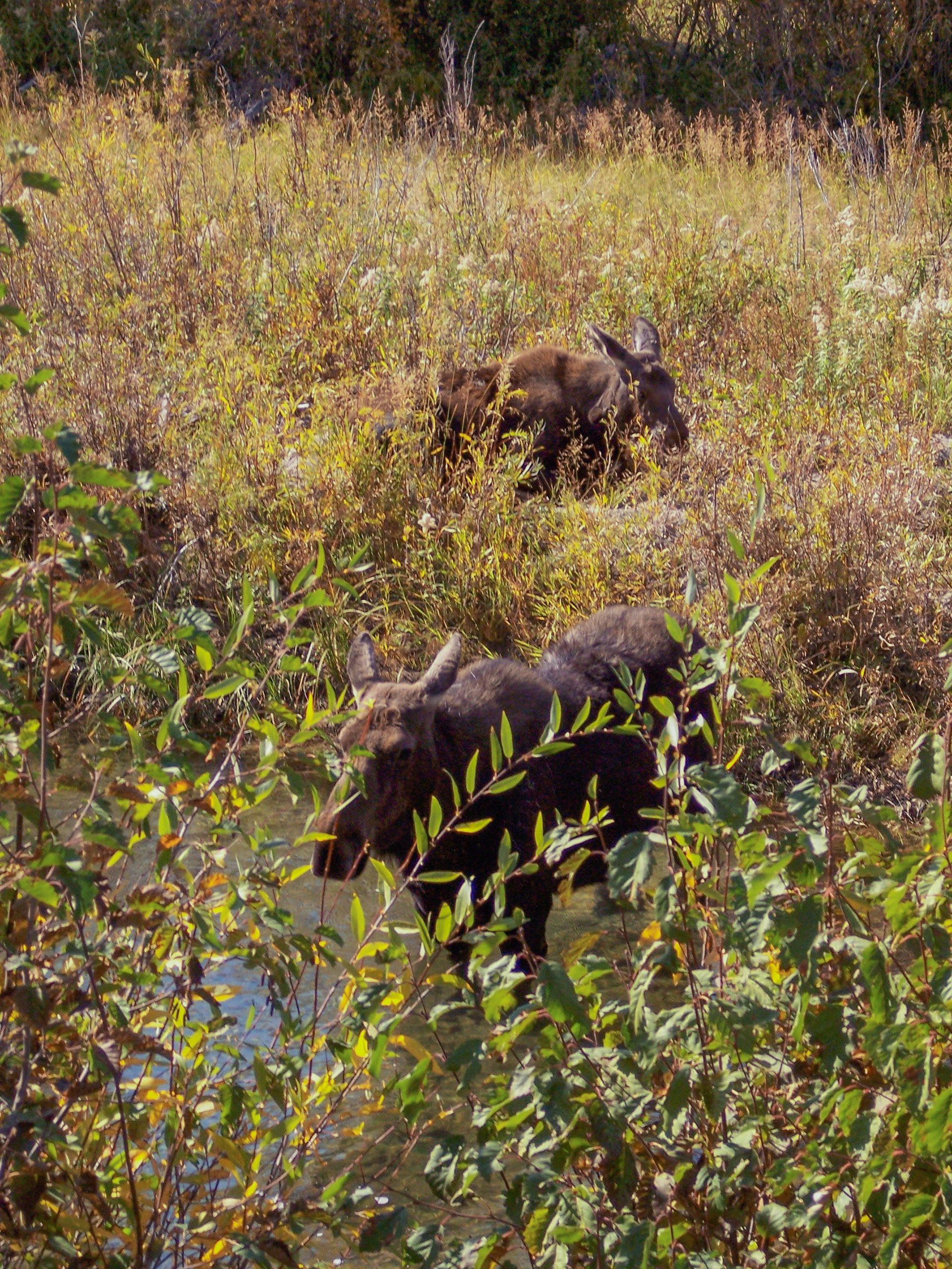 Mother Moose and Calf