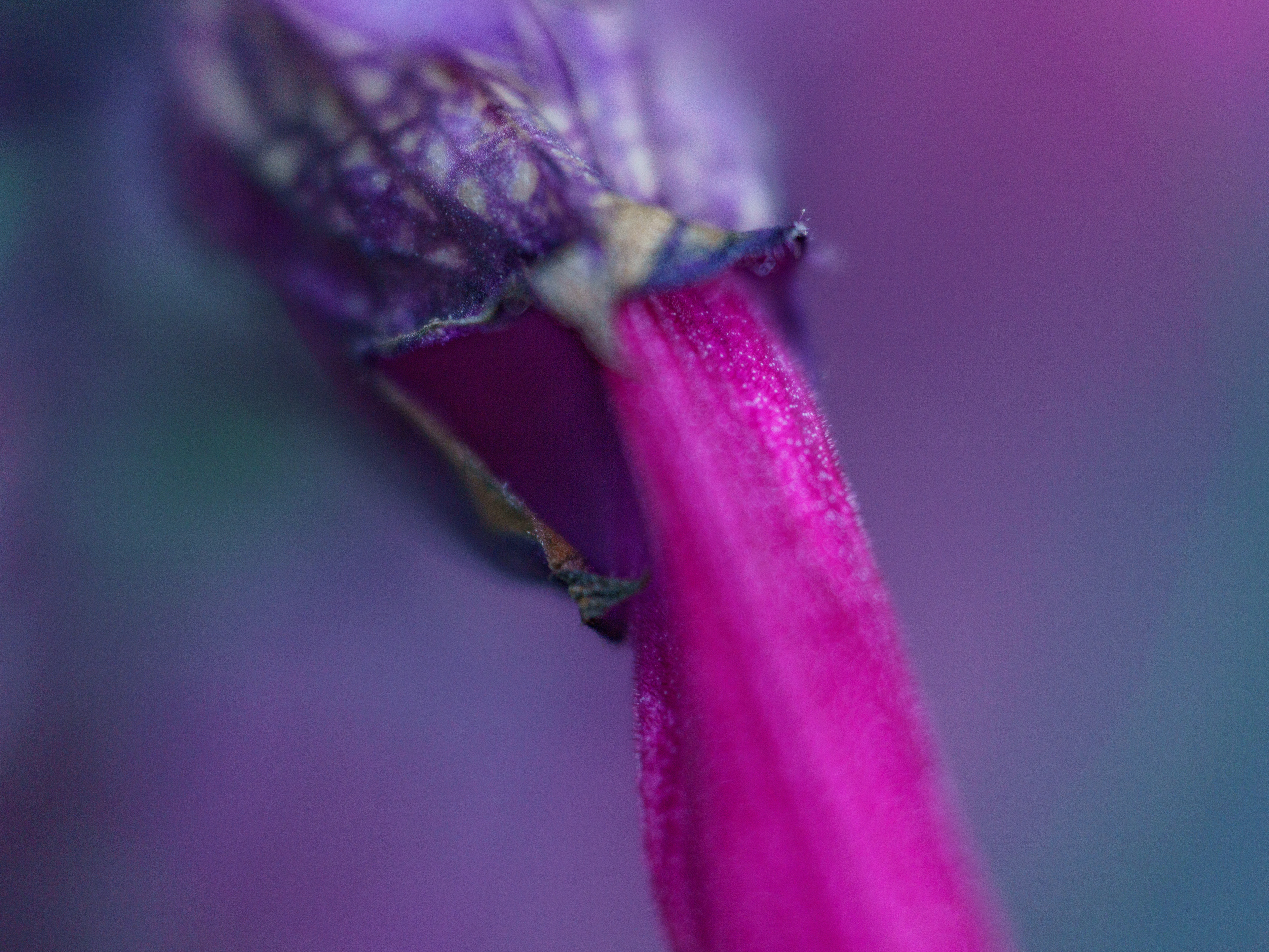 Purple Salvia Flower