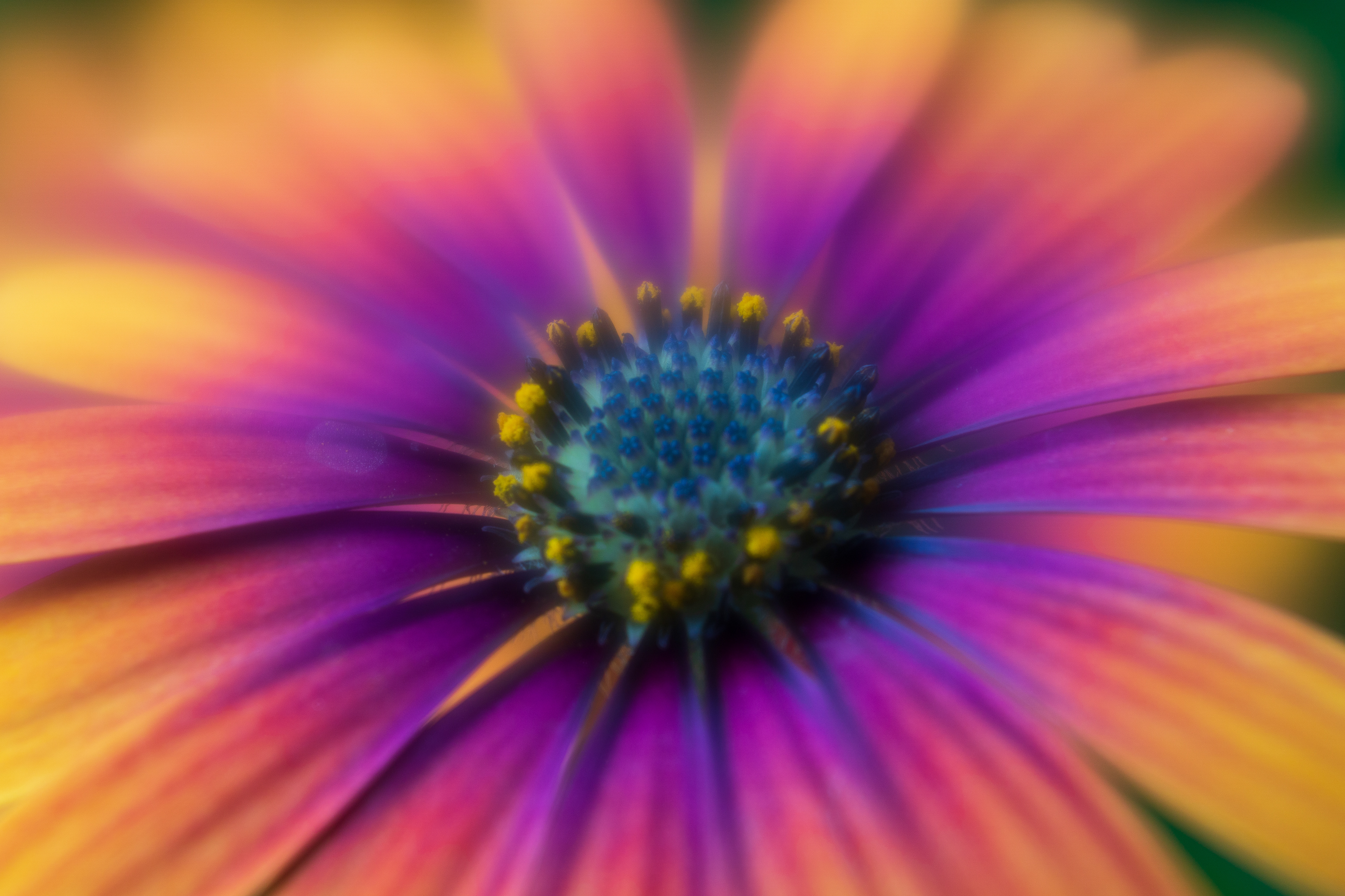 Colorful Osteopermum