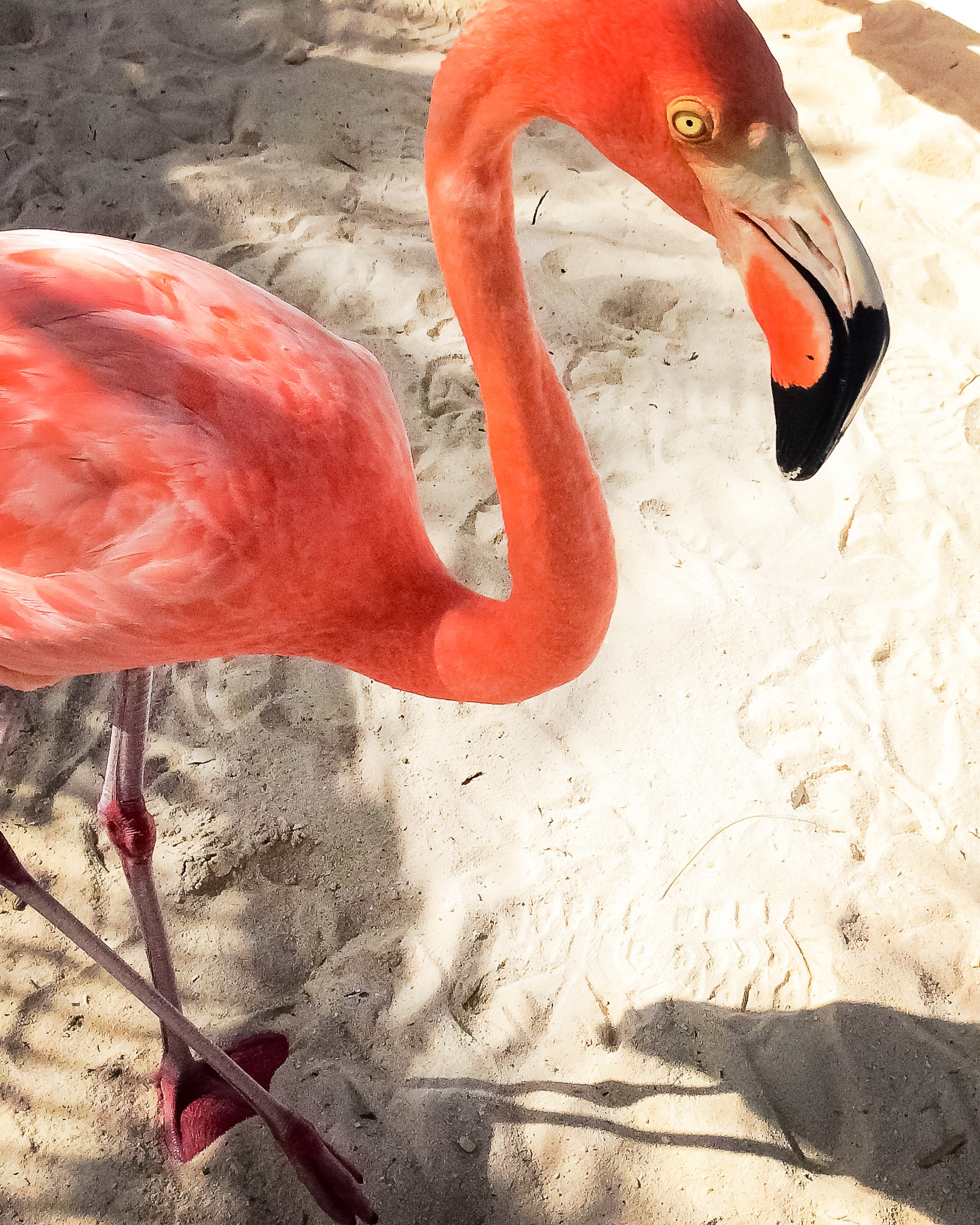 Flamingo