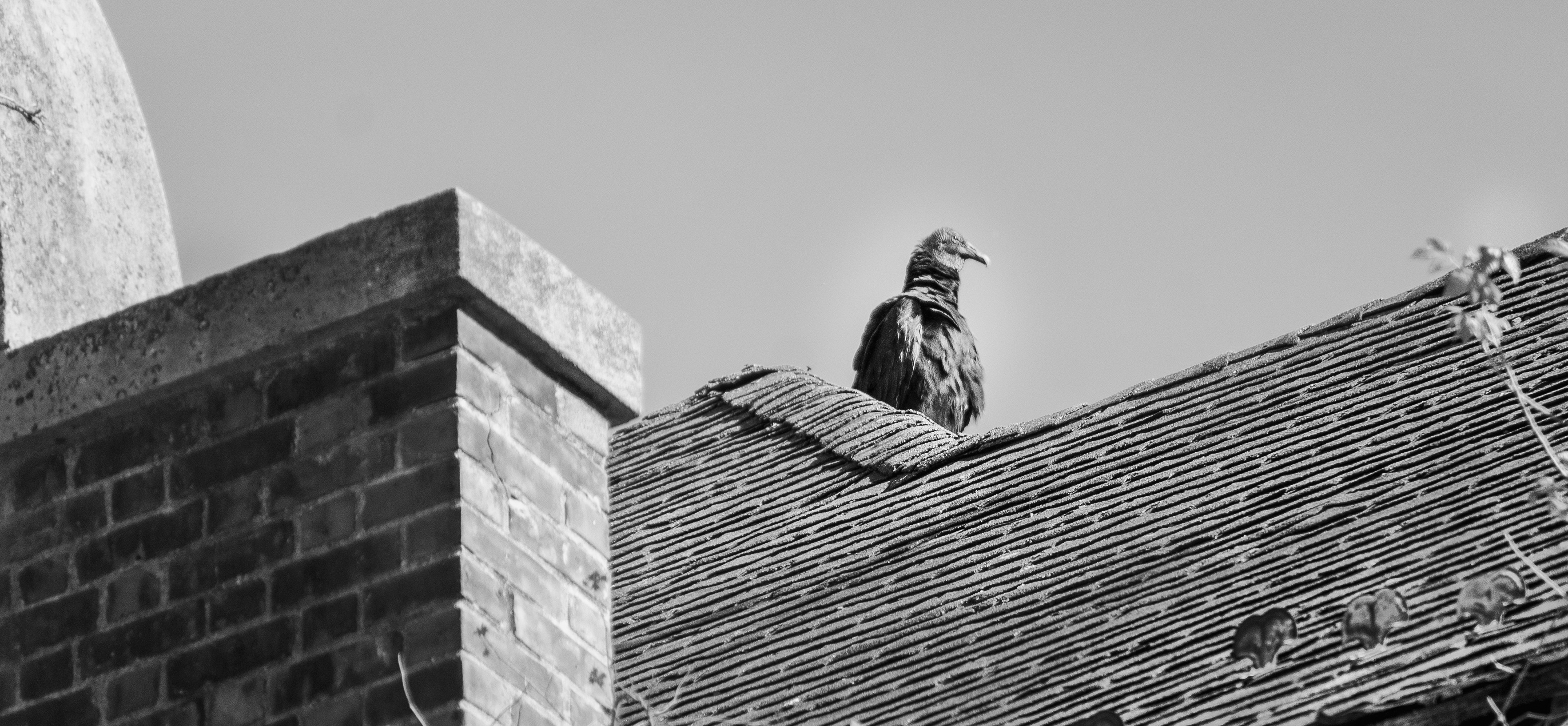 Vulture atop Pennhurst Asylum
