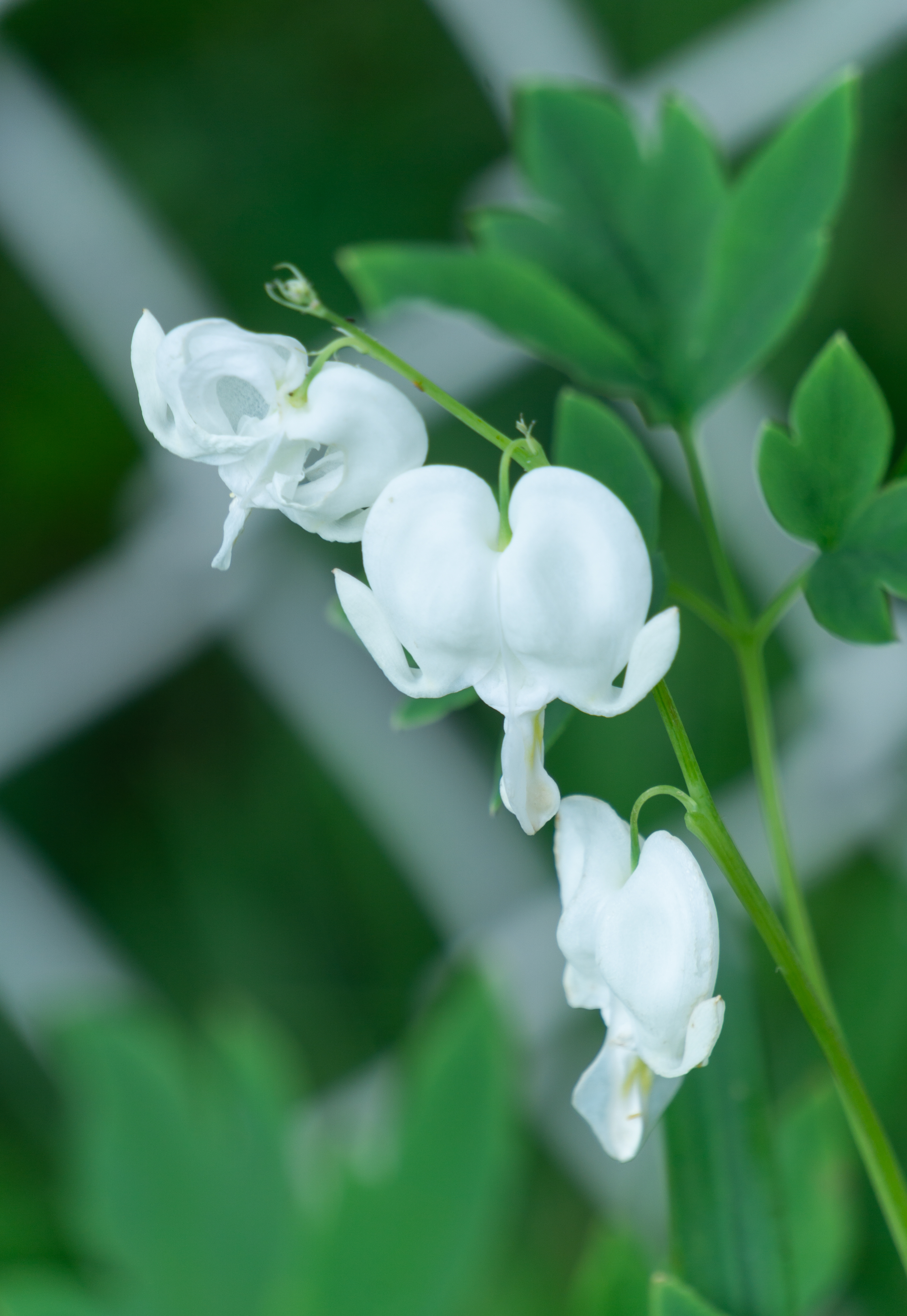 Rare White Bleeding Hearts