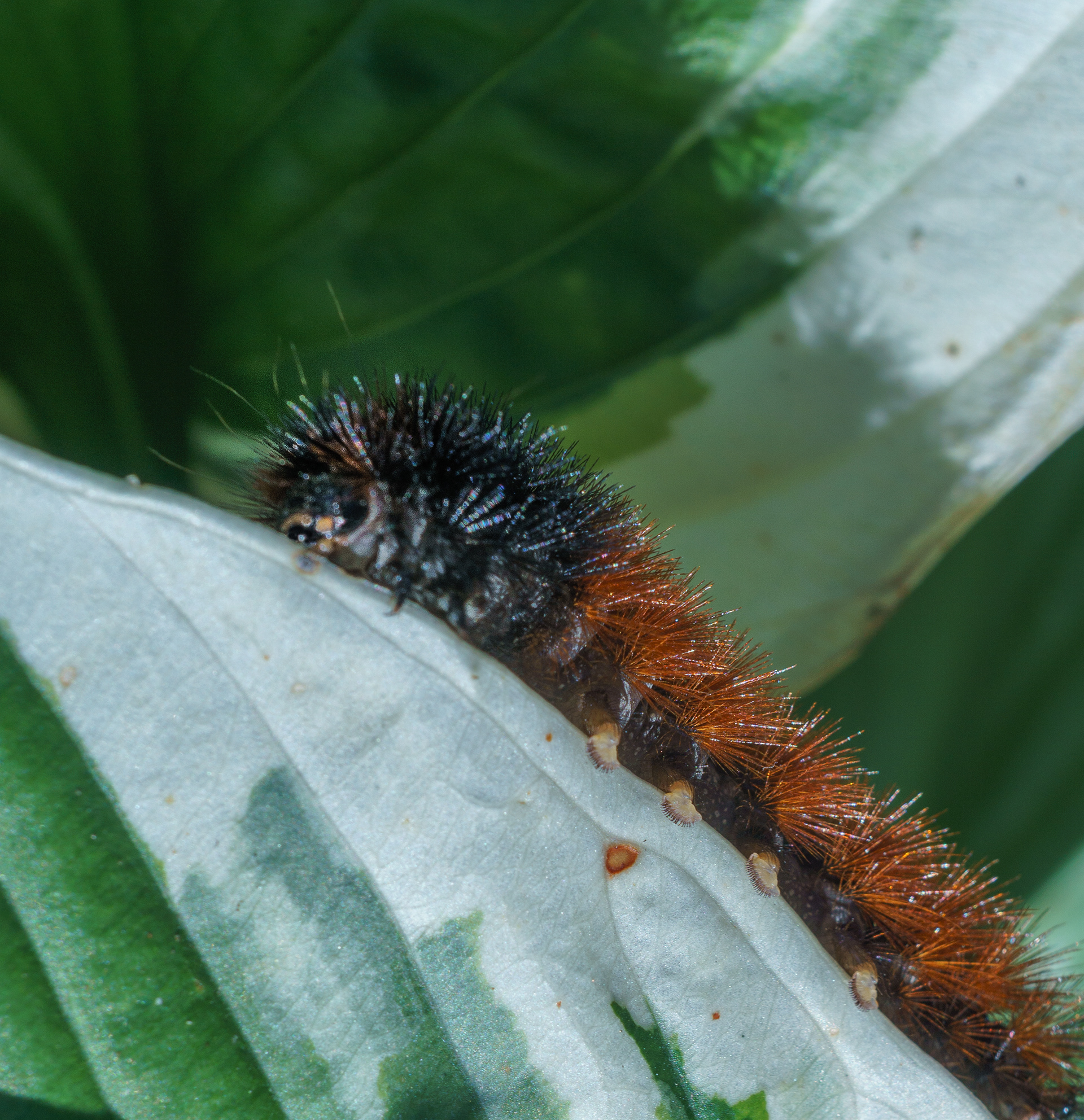 Wooly Bear Caterpillar