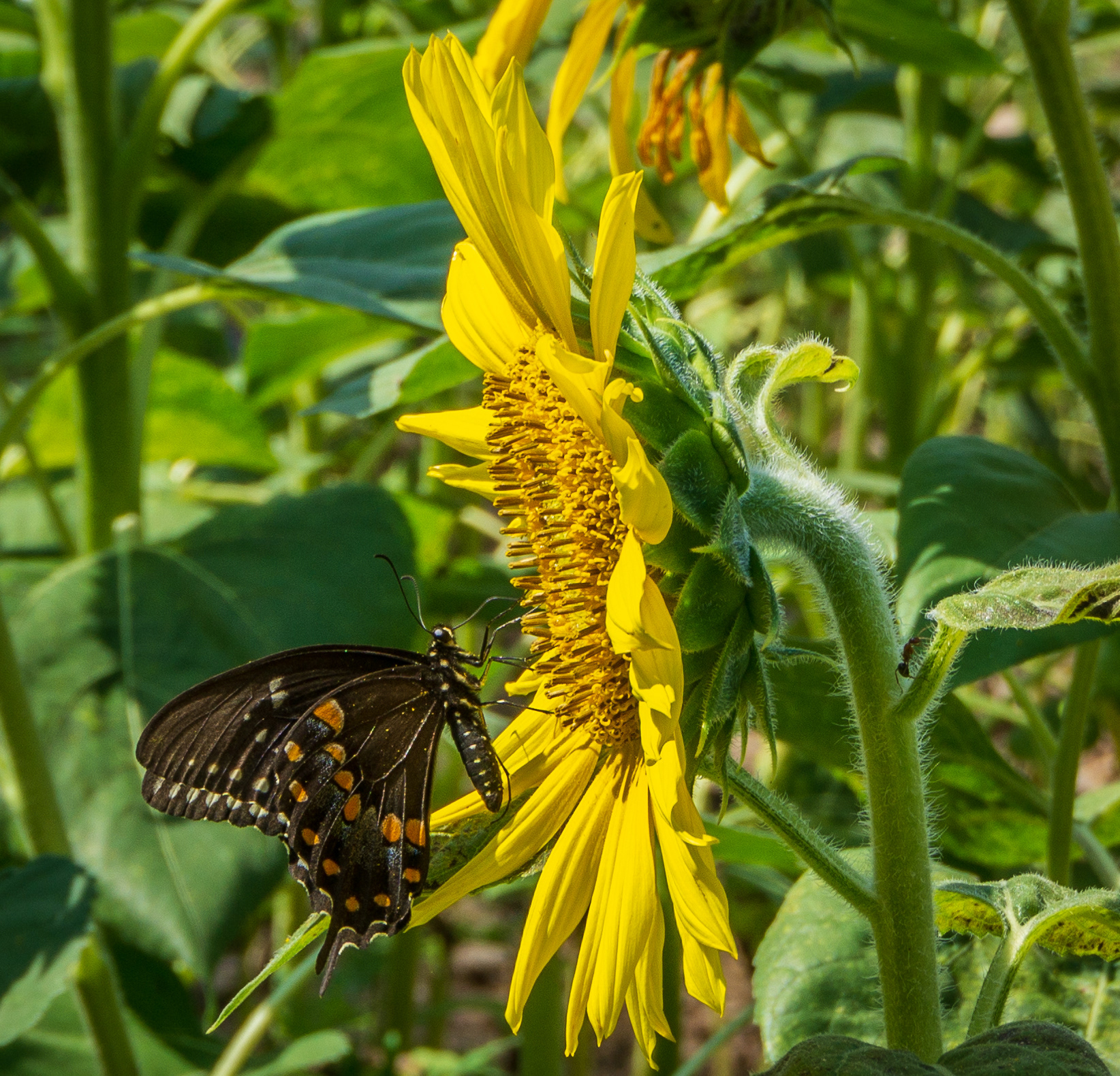 Beautiful Butterfly