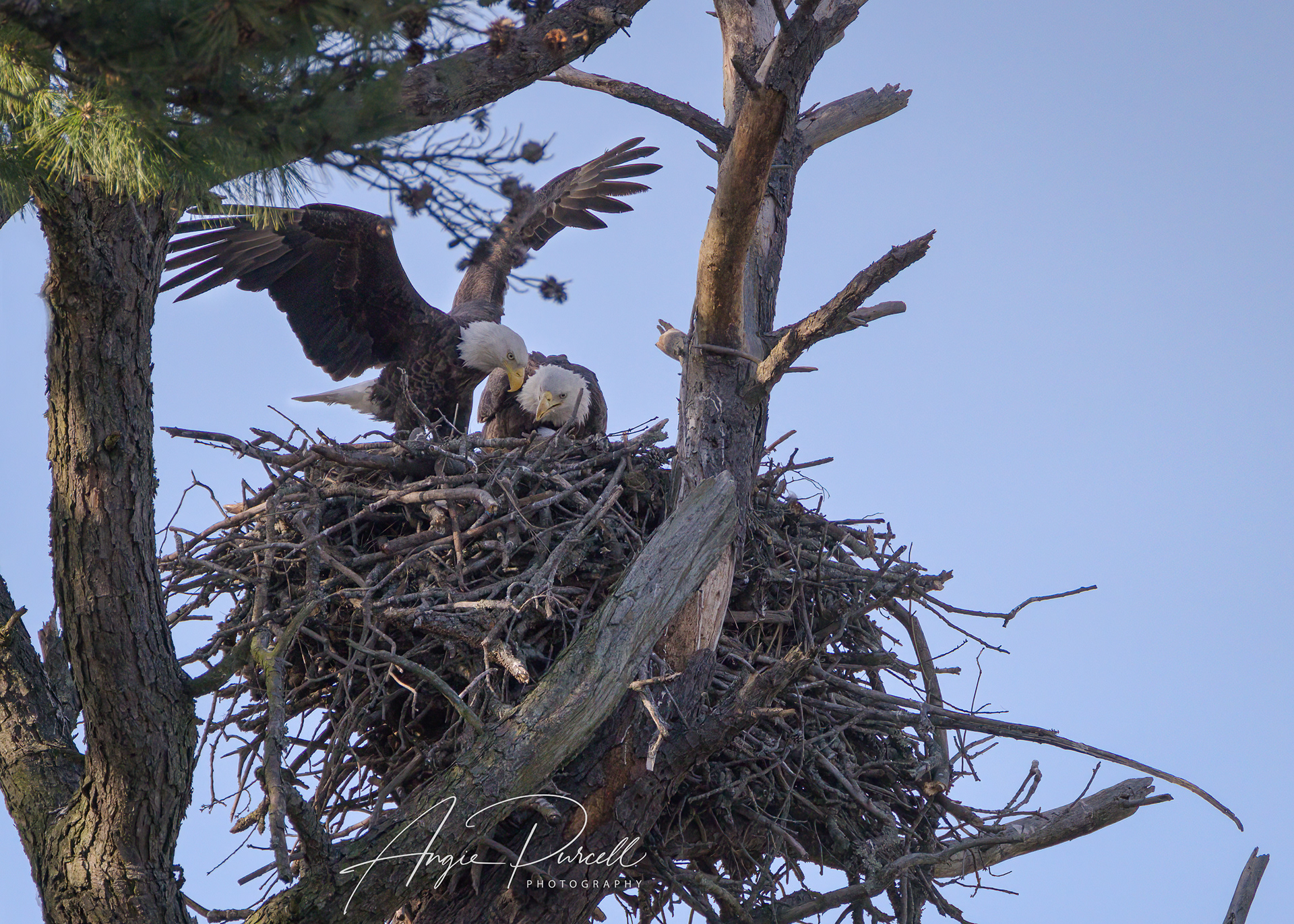 Mom and Dad tend the eaglet