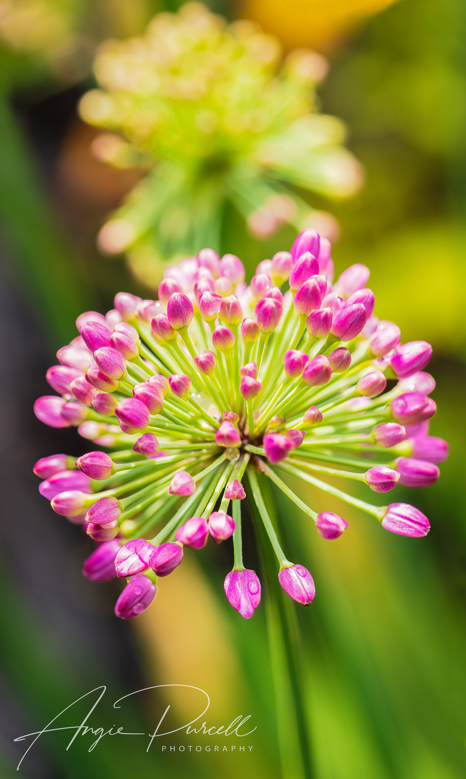Allium