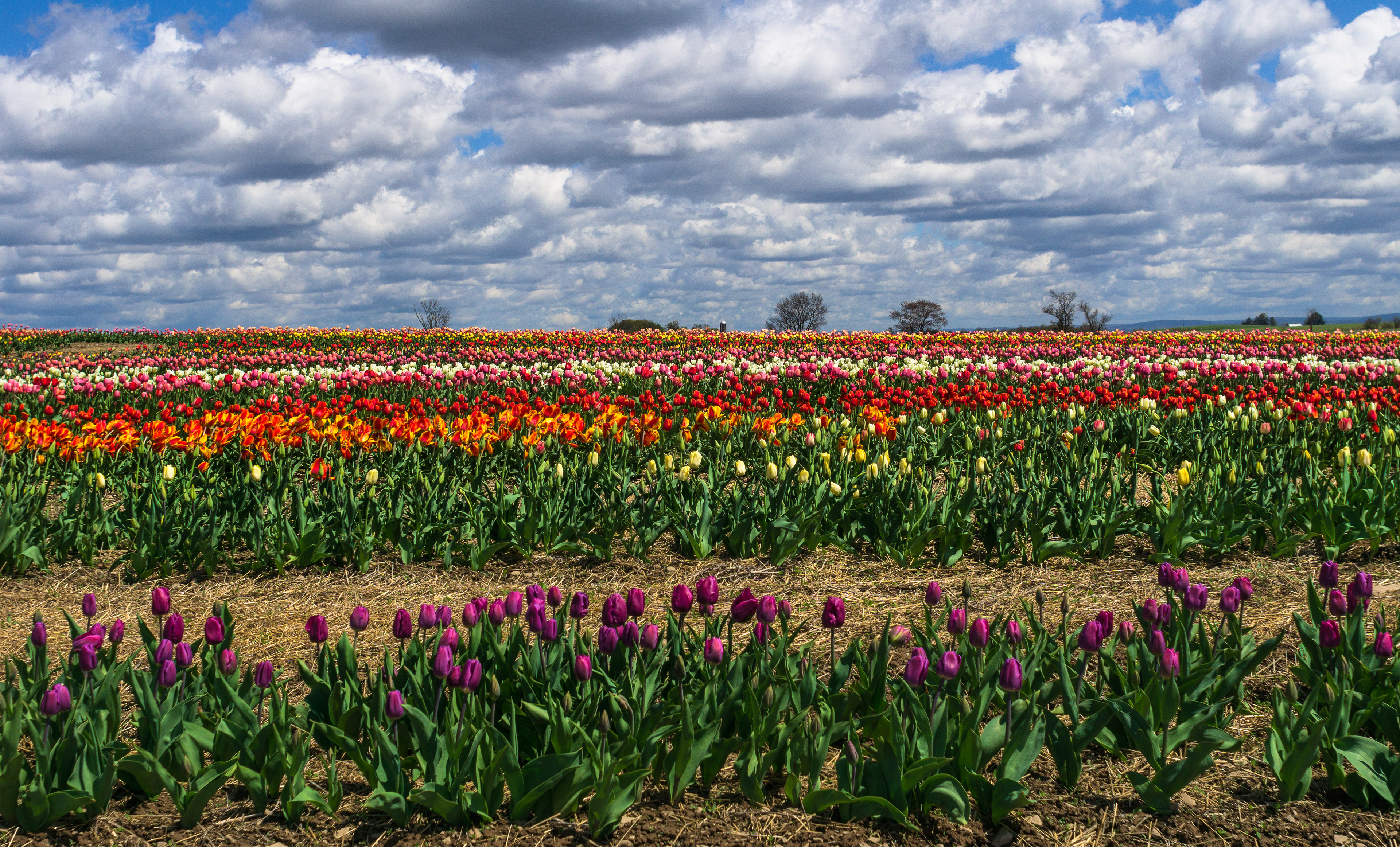Tulip Farm, Tunkhannock, PA