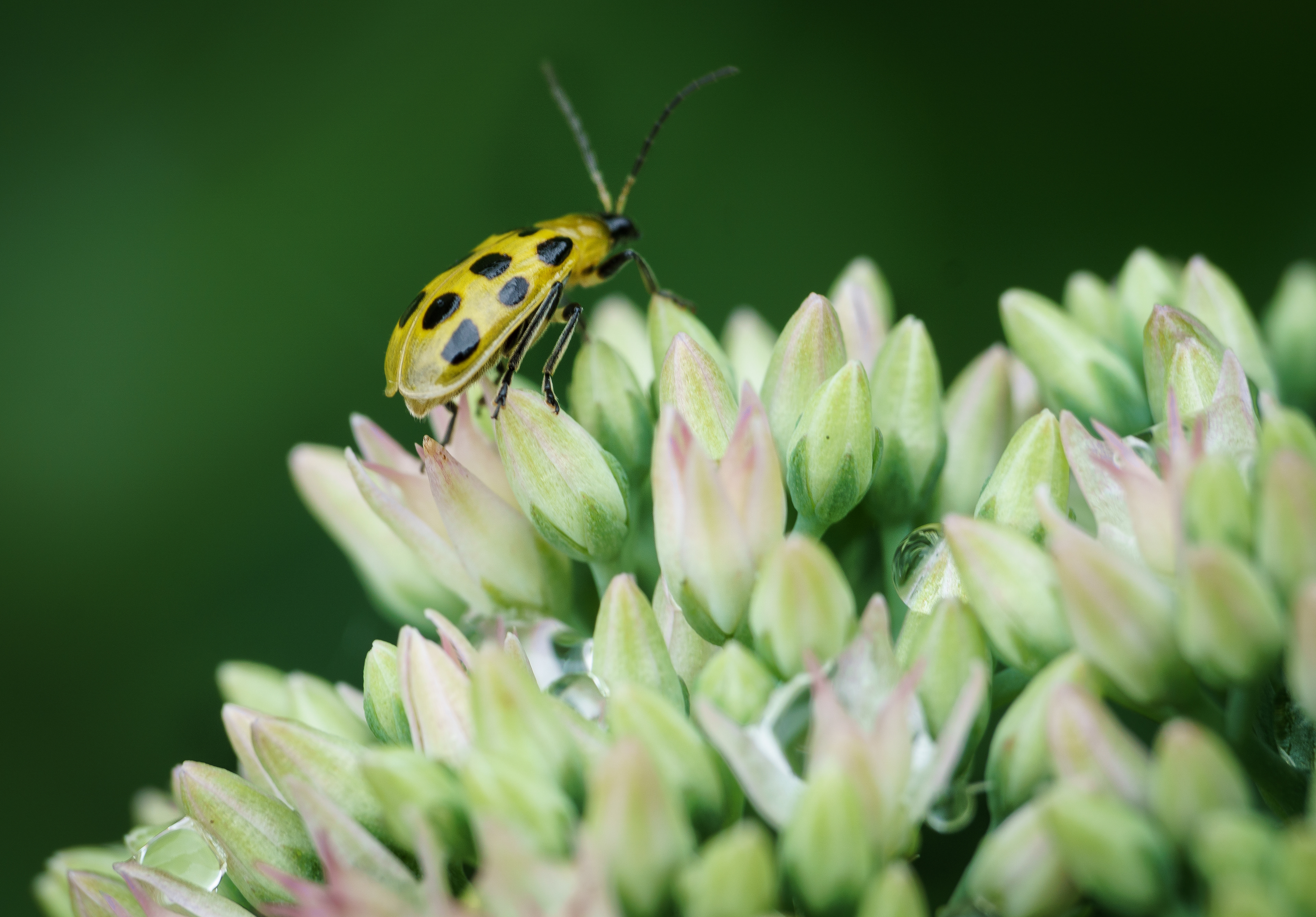 Beetle and Seedum Flowers