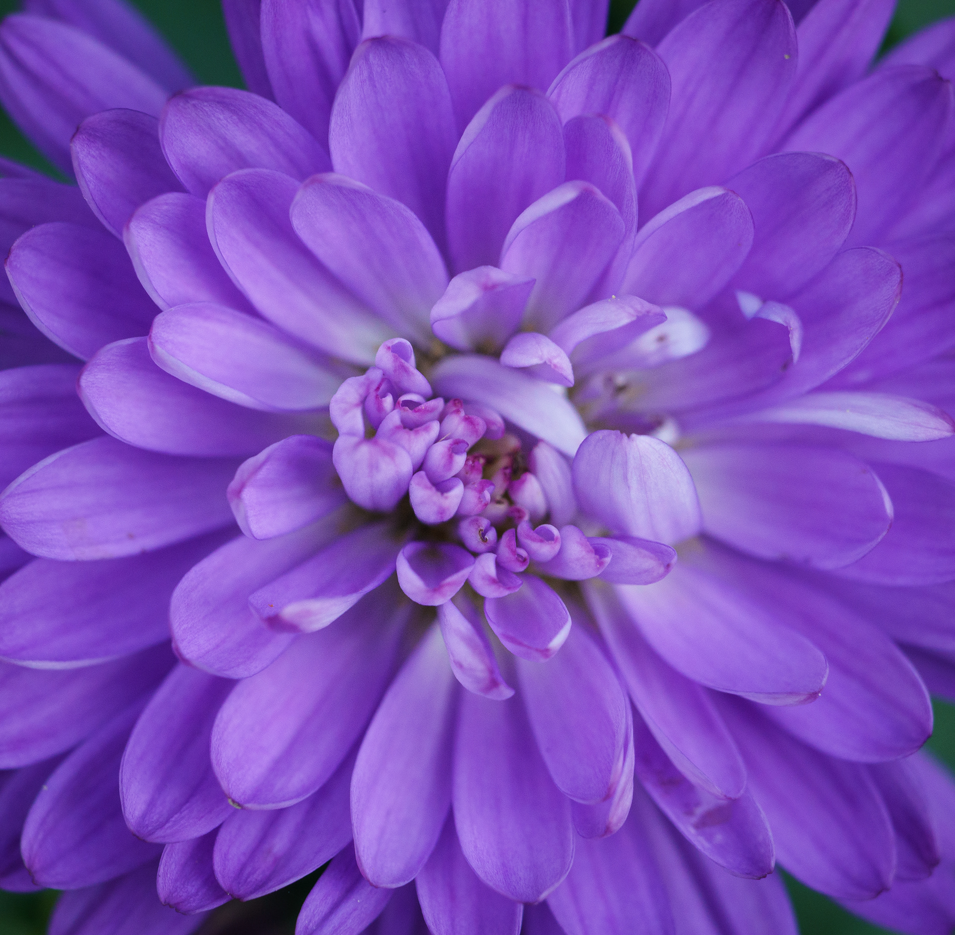 Blue Aster