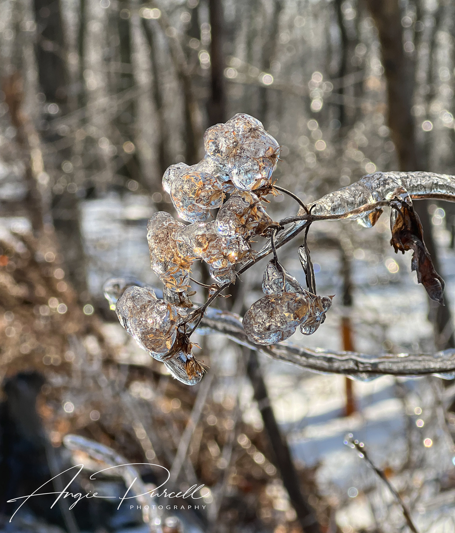 Tiny dried flowers encased in ice