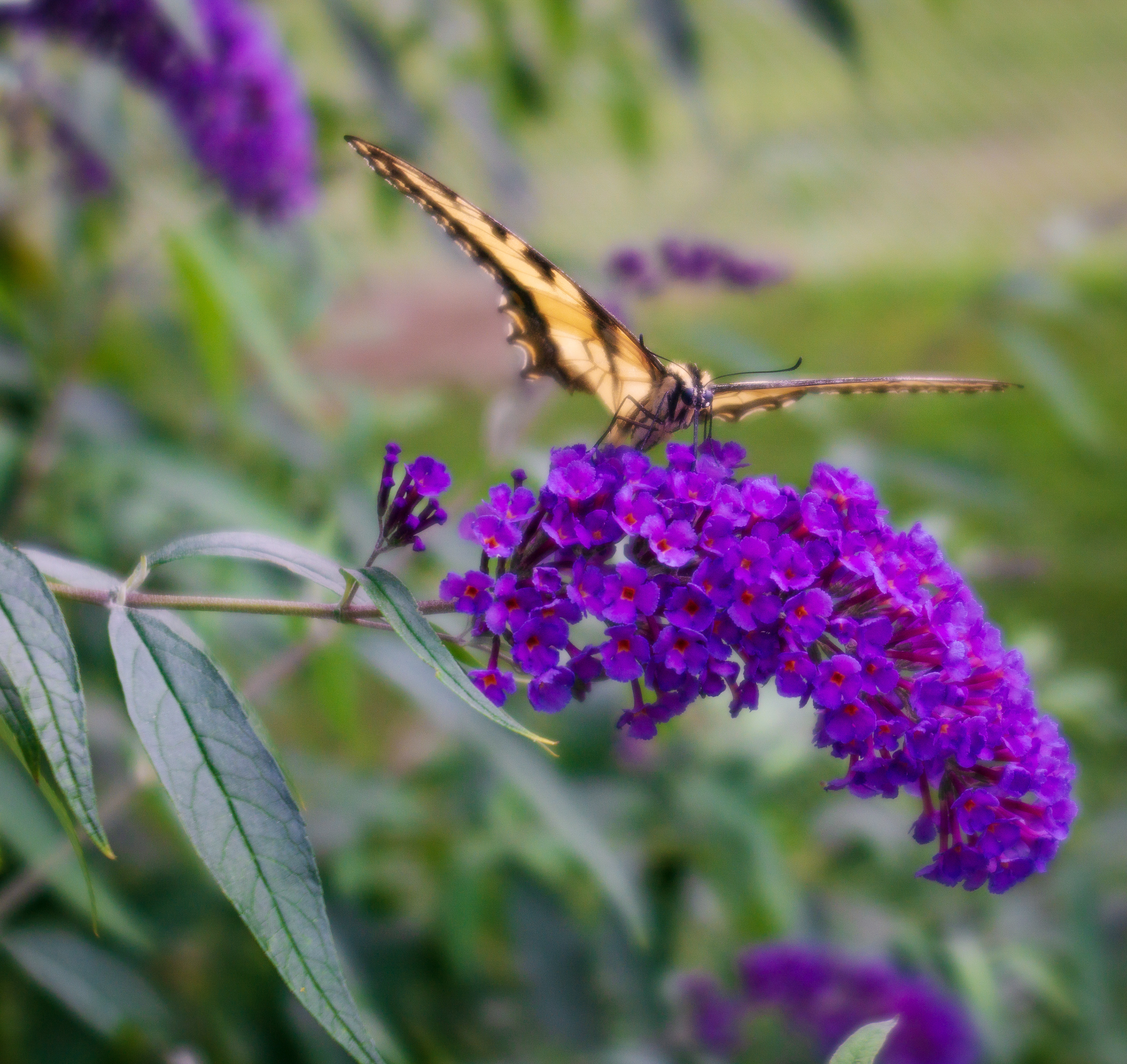 Butterfly Bush