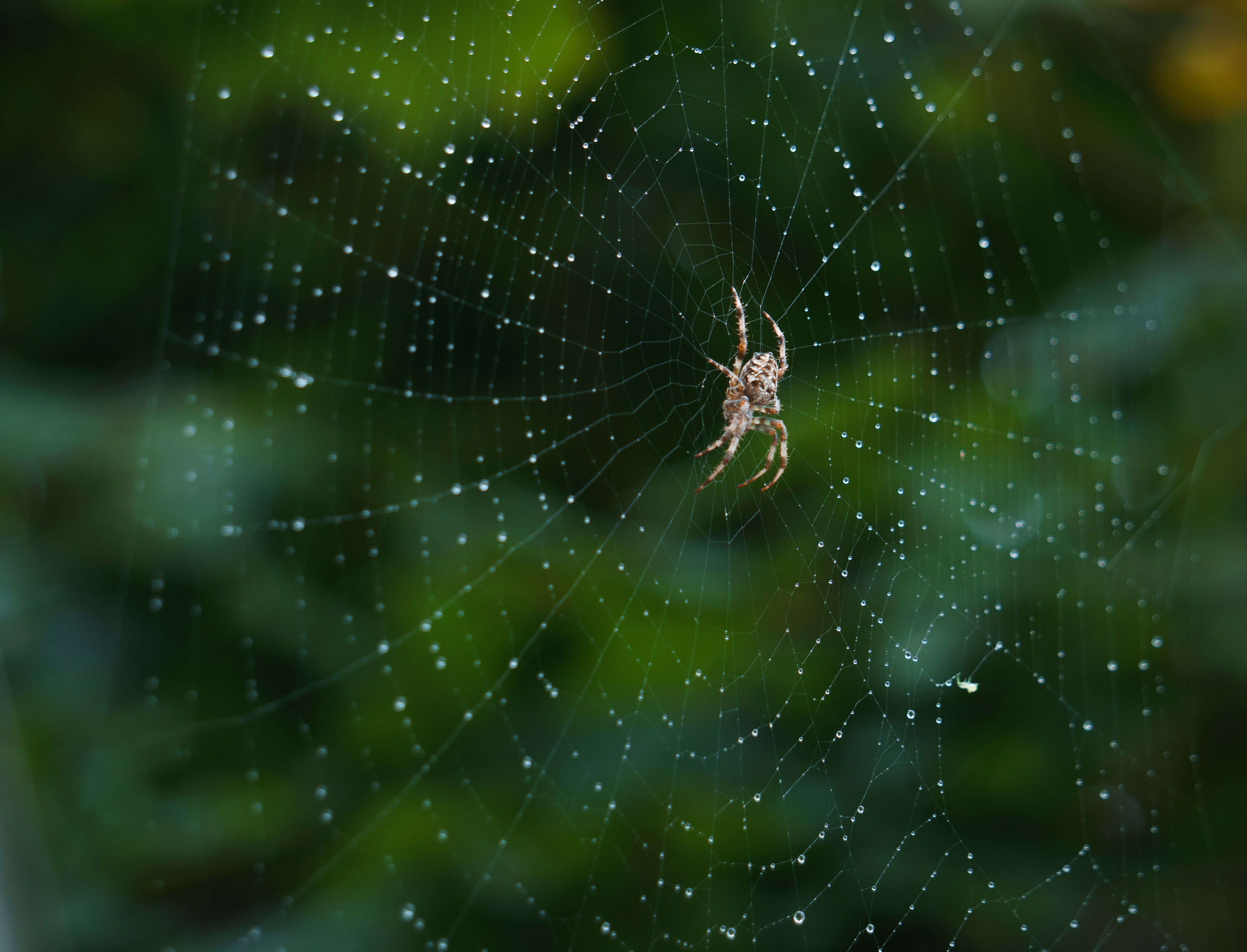 Water droplets on a spider's web