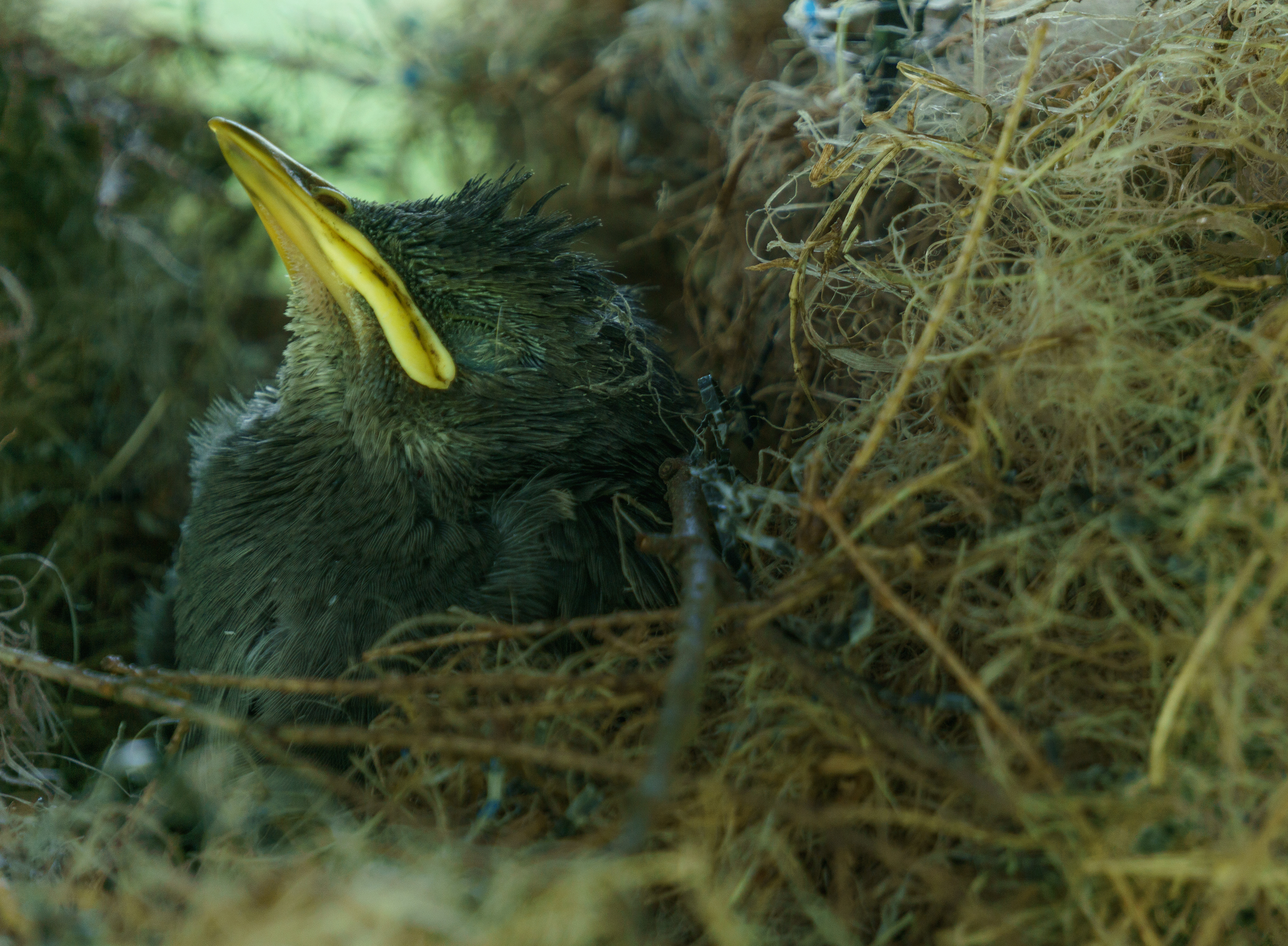 Baby bird in nest