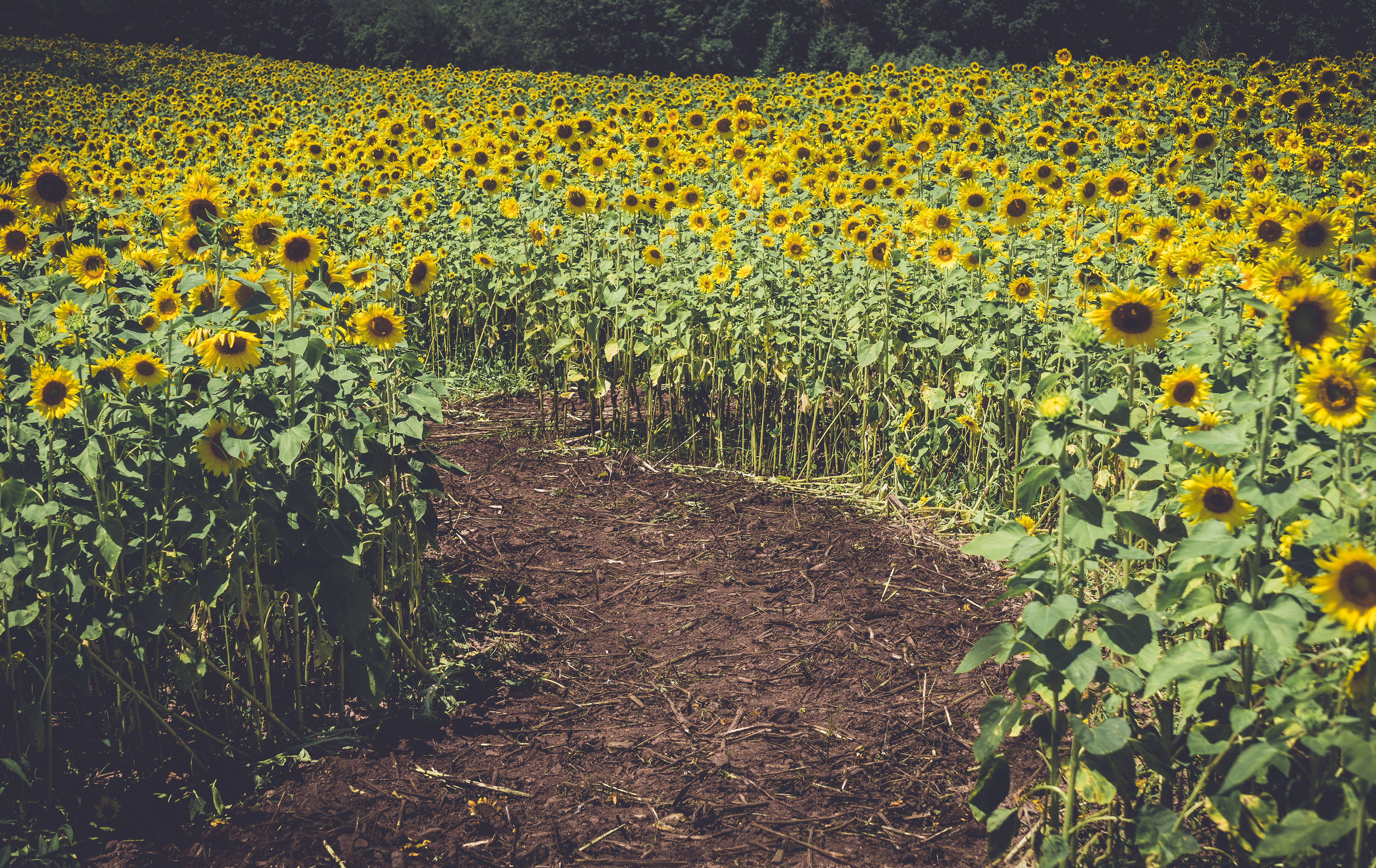 Second Mountain Sunflowers, Orwigsburg, PA
