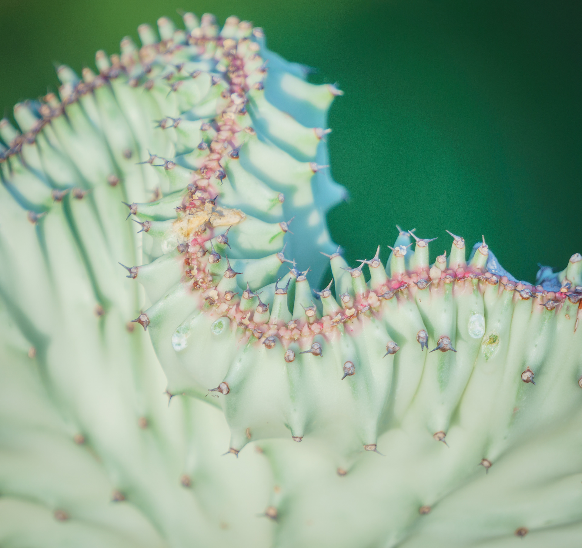 Coral Cactus