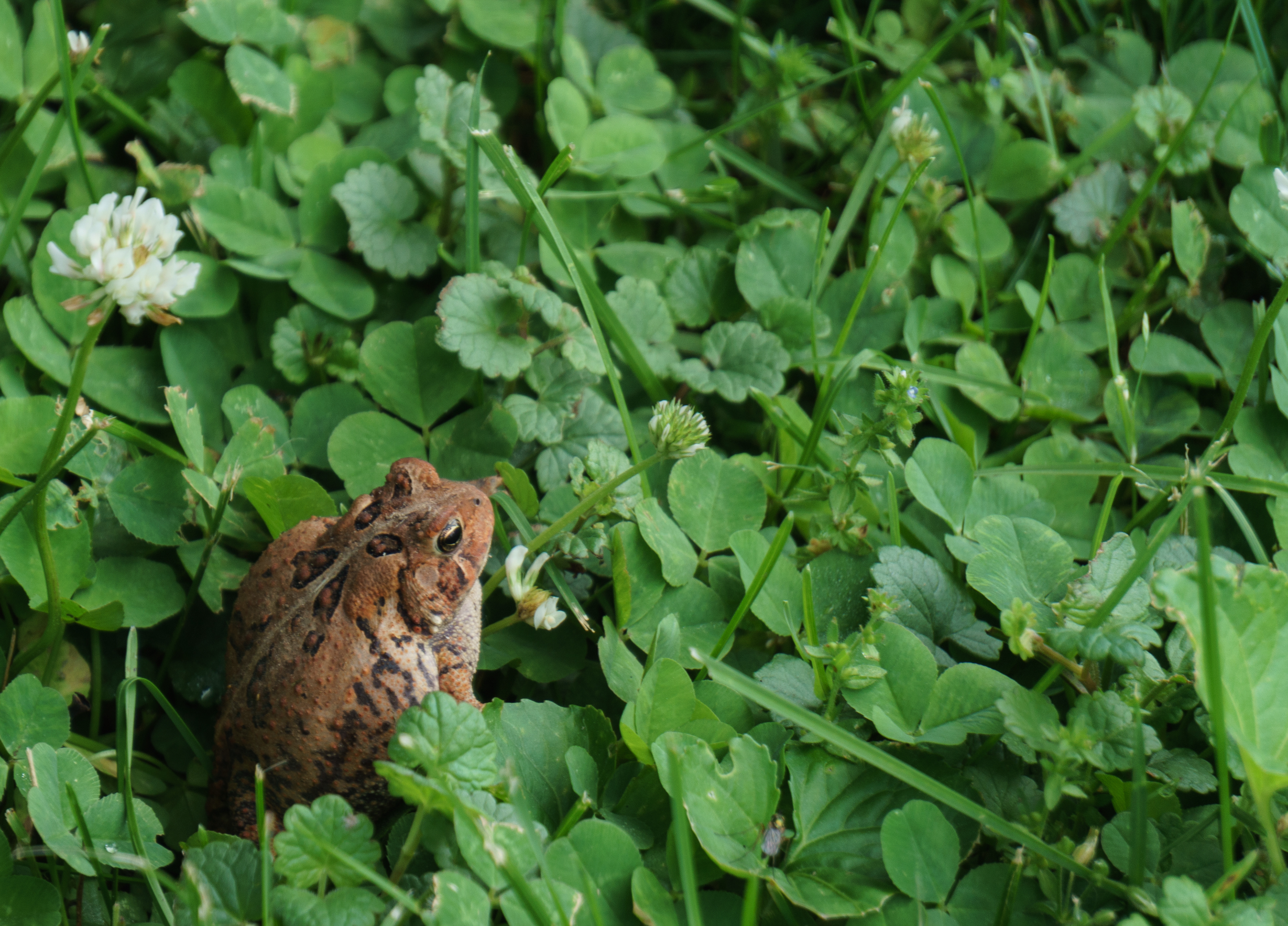 Hiding among the clover
