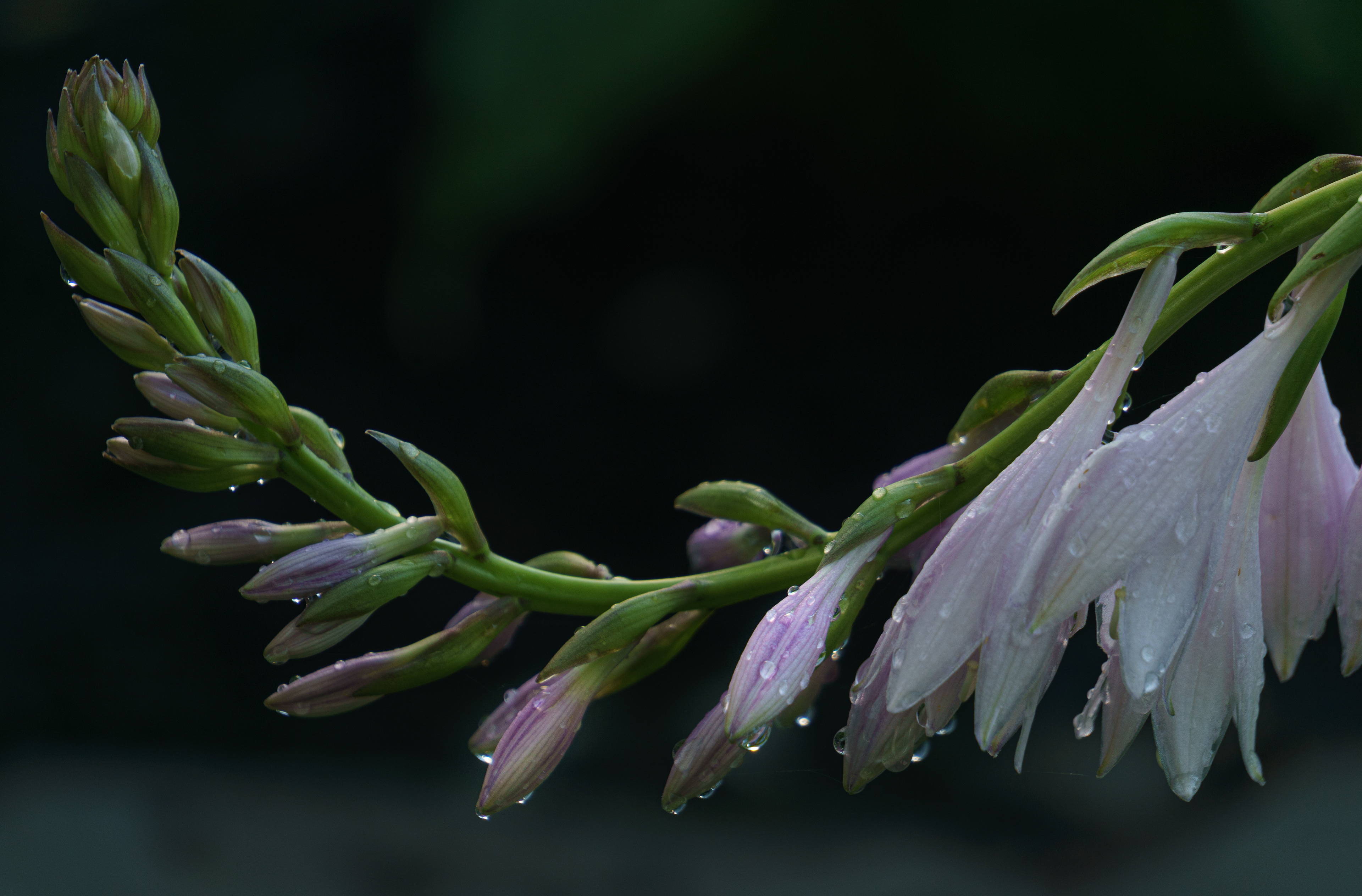 Rain drops on Hosta Flowers
