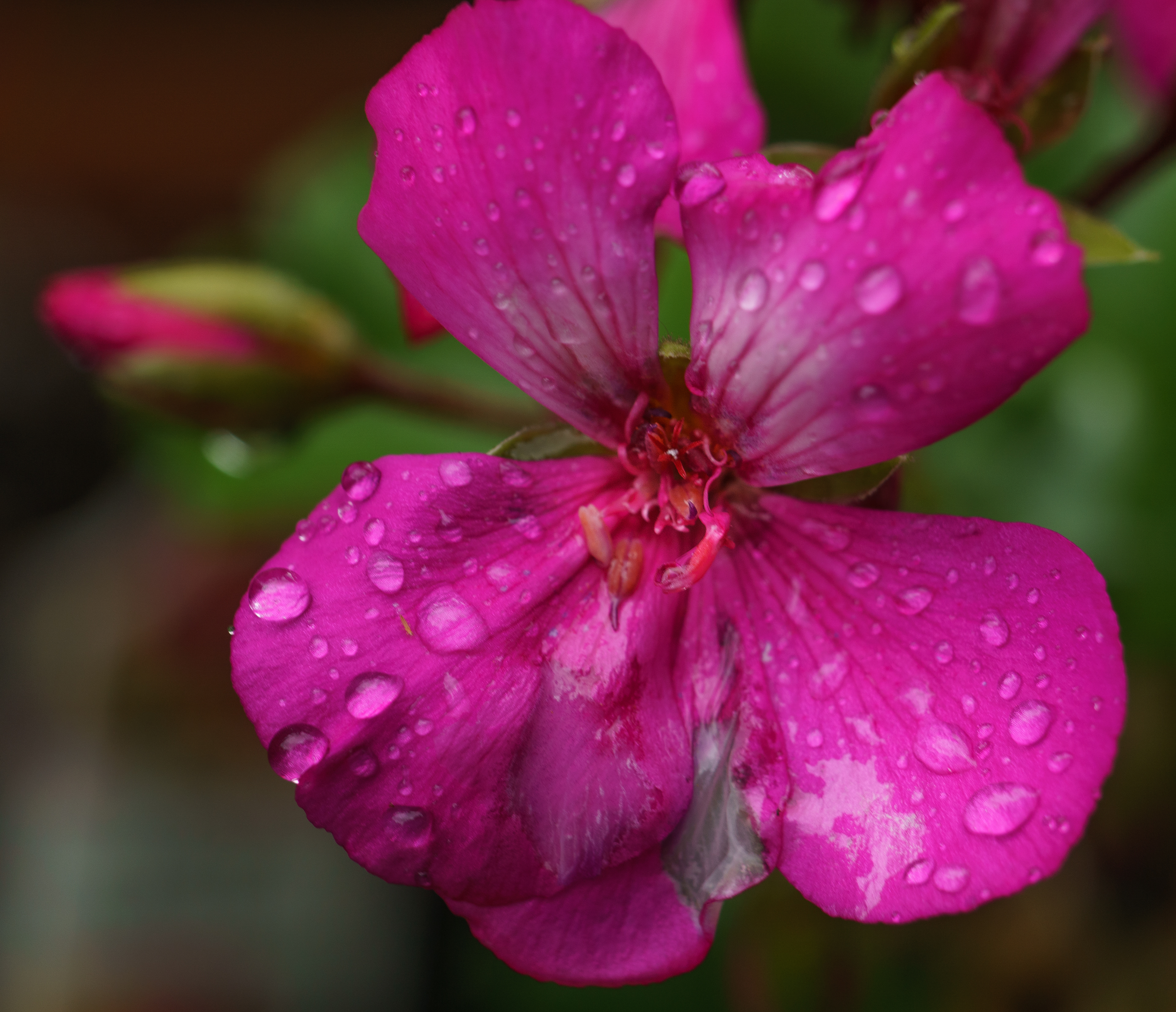 Rain covered Geranium 