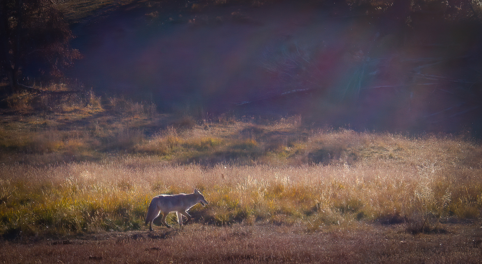 Coyote on the prowl 