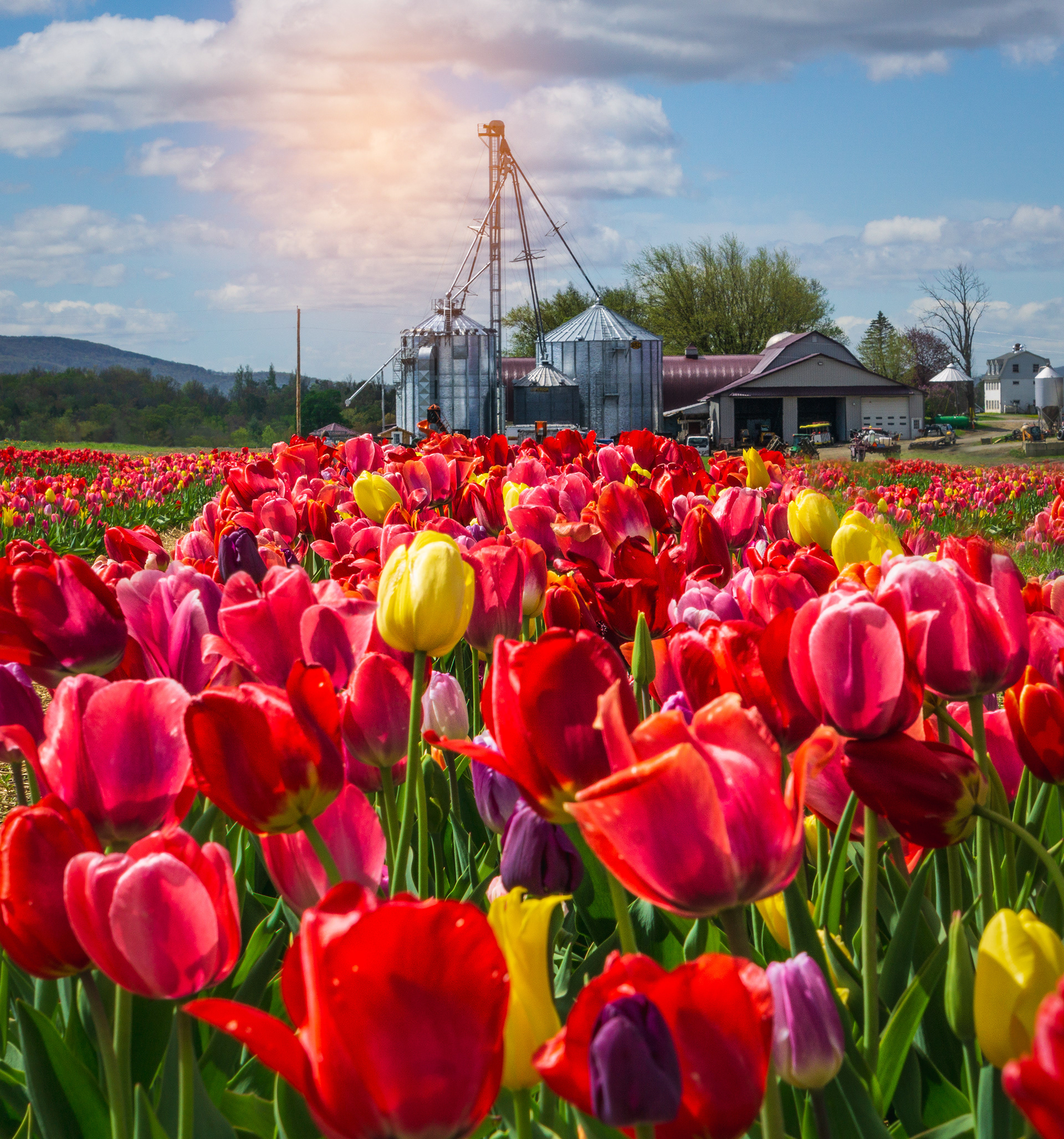 Gorgeous Tulip Farm 