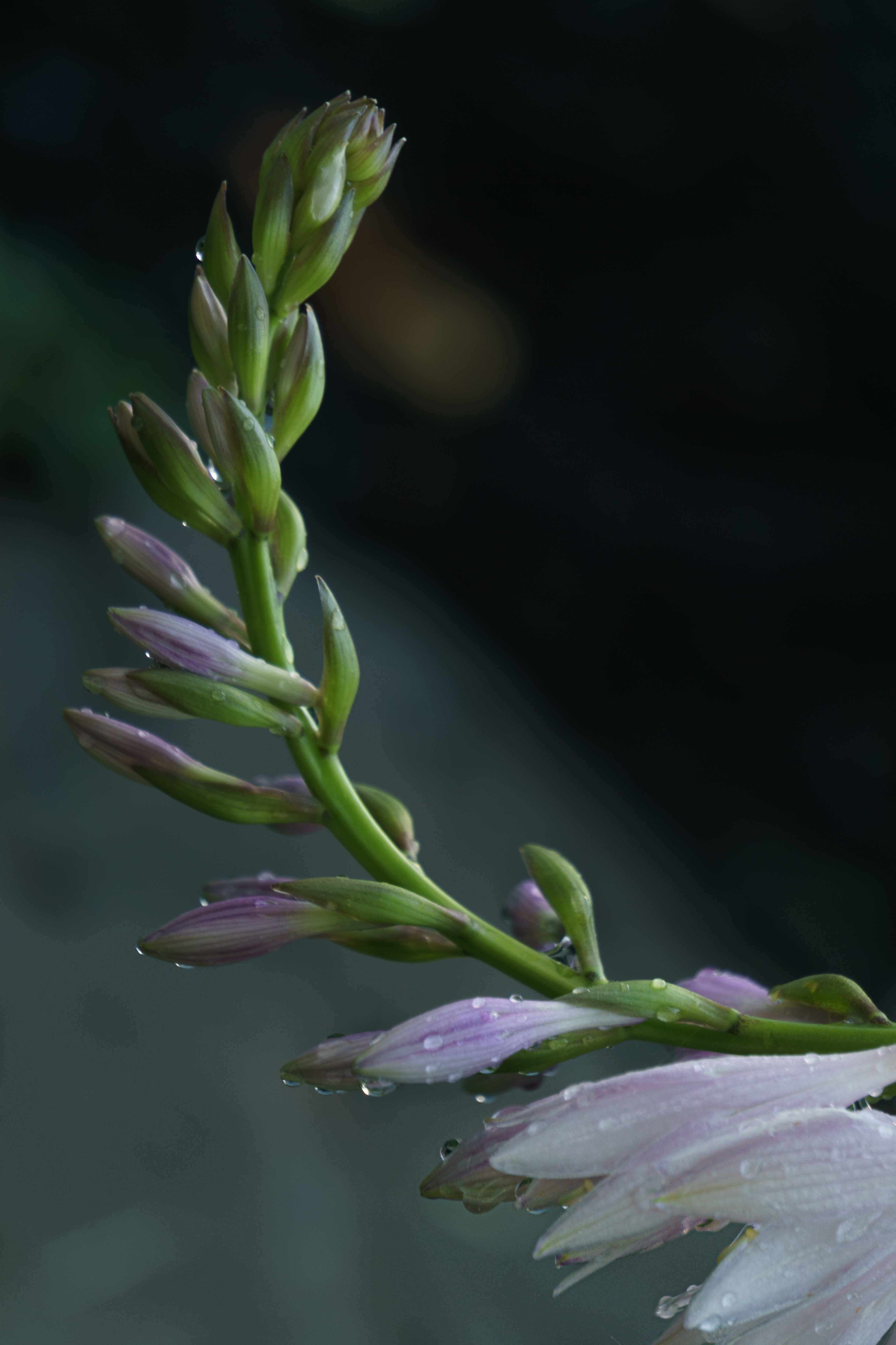 Hosta Flowers