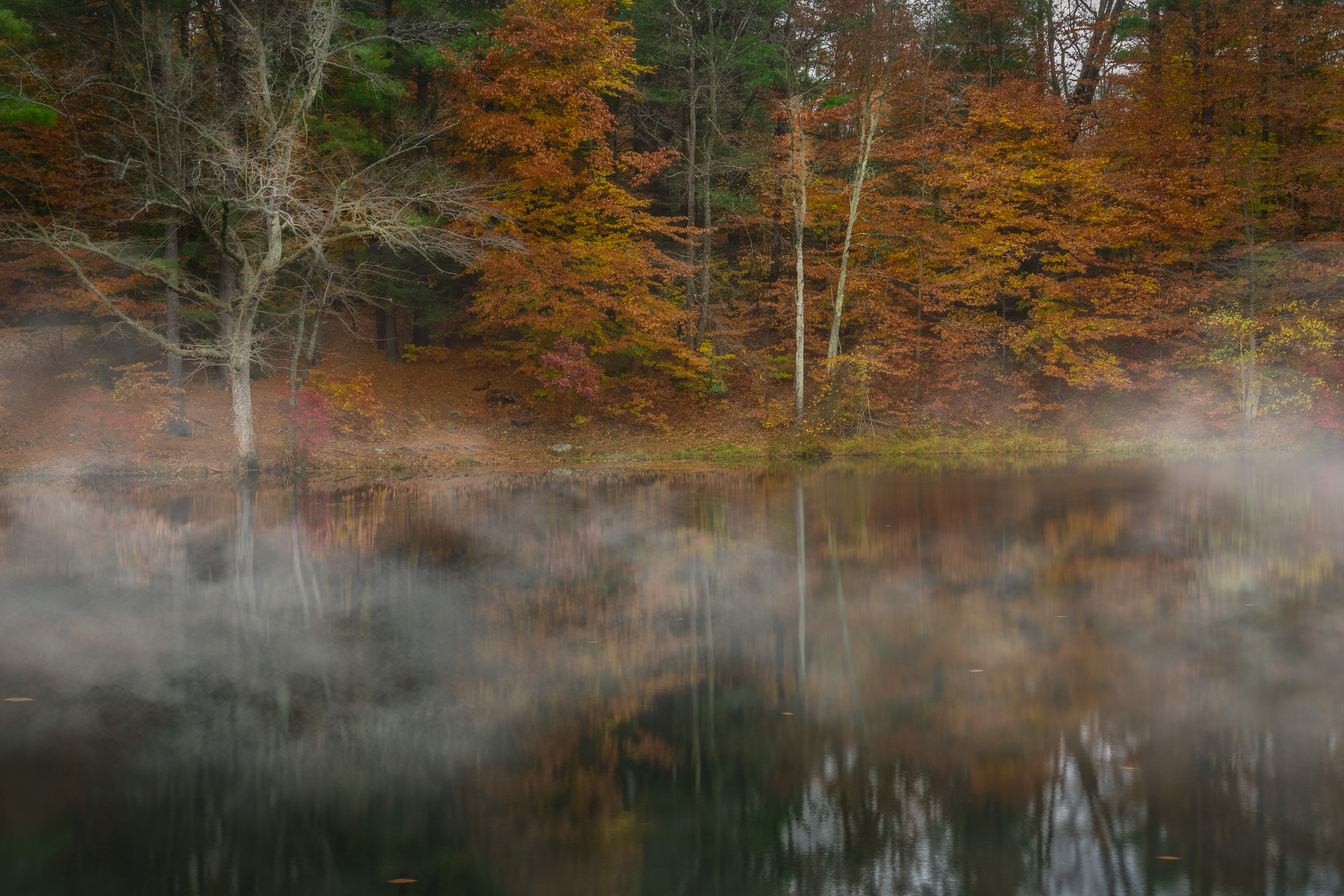 Fog at Hickory Run State Park, PA