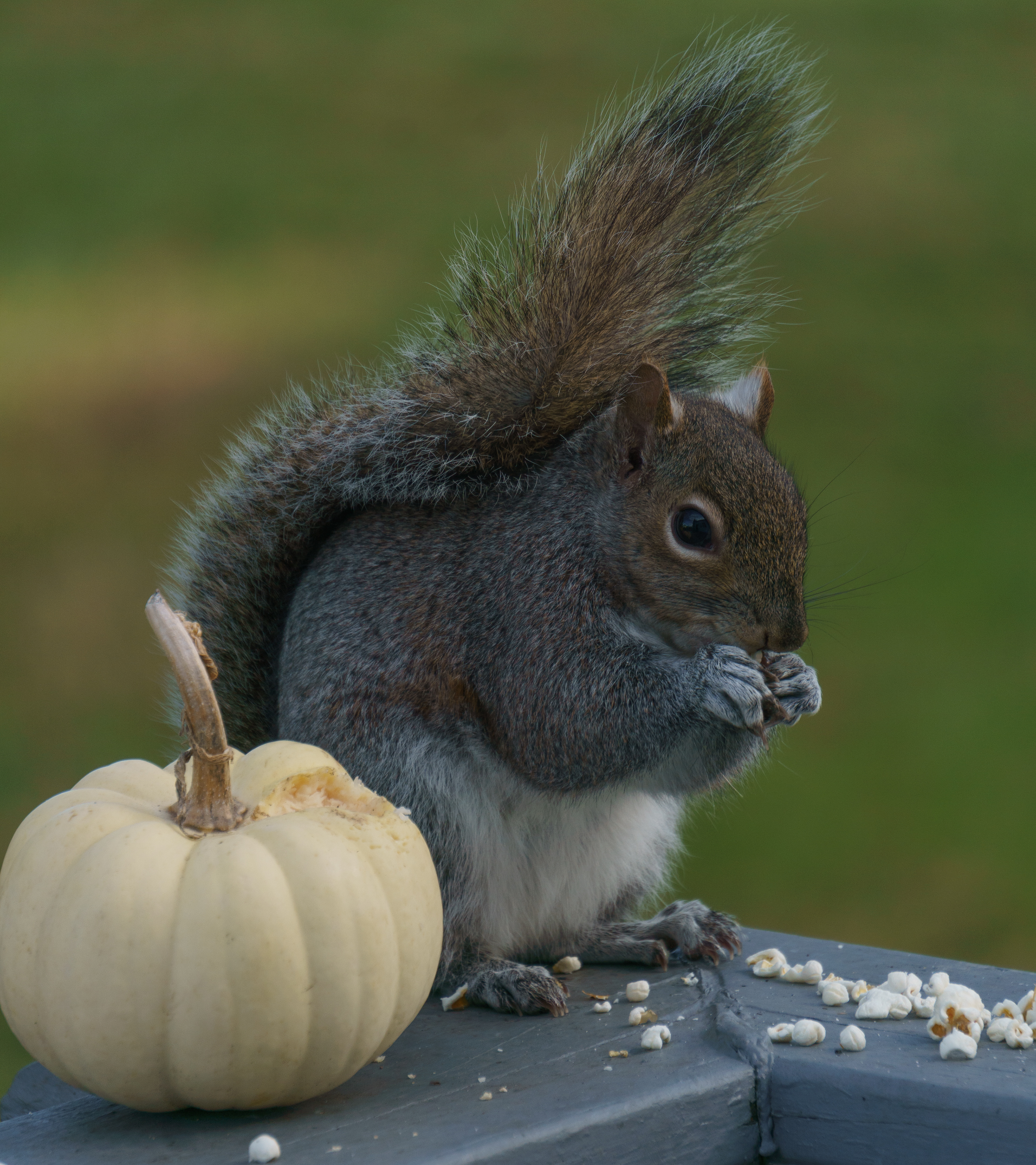 Nutsy the Squirrel 