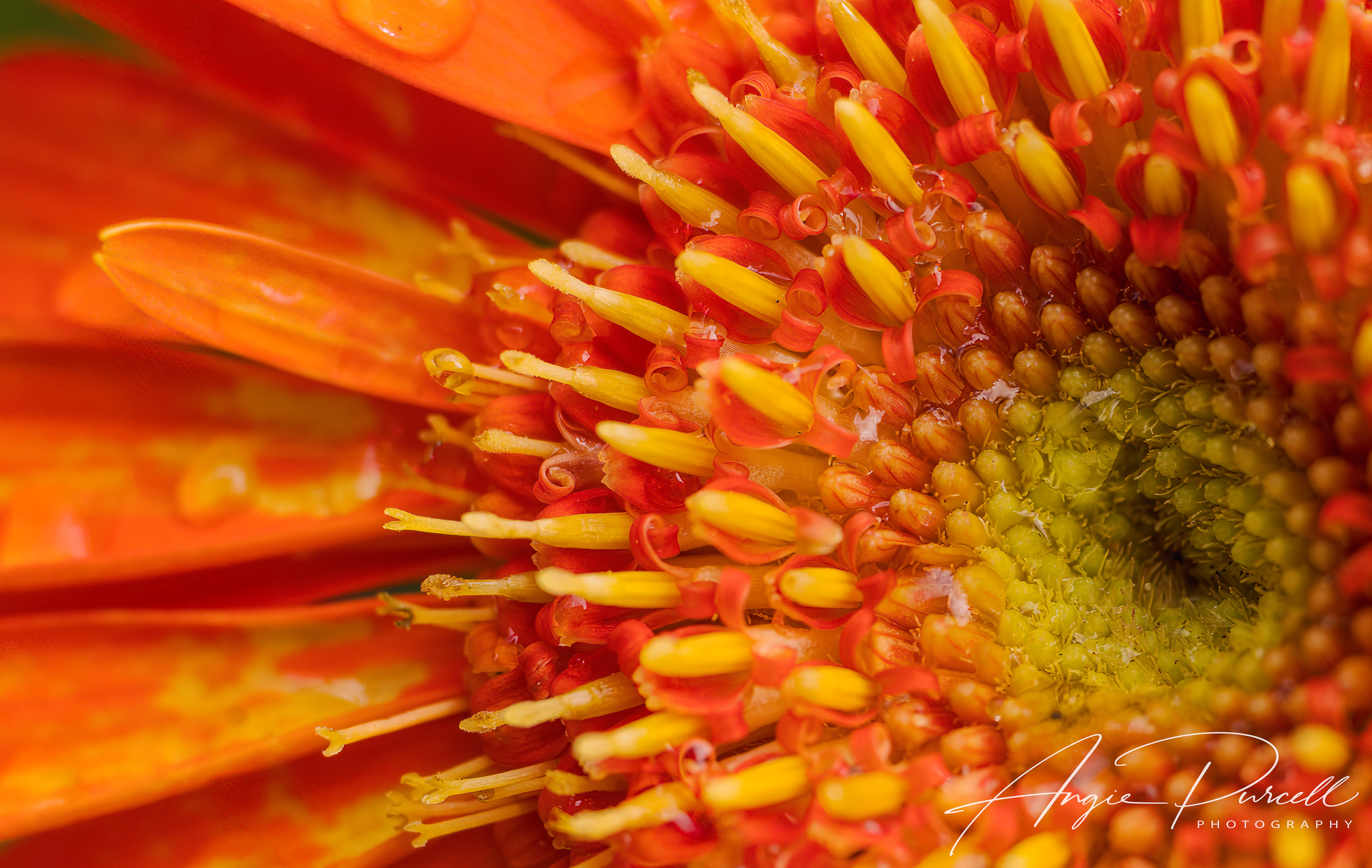 Dew drops on a Mum