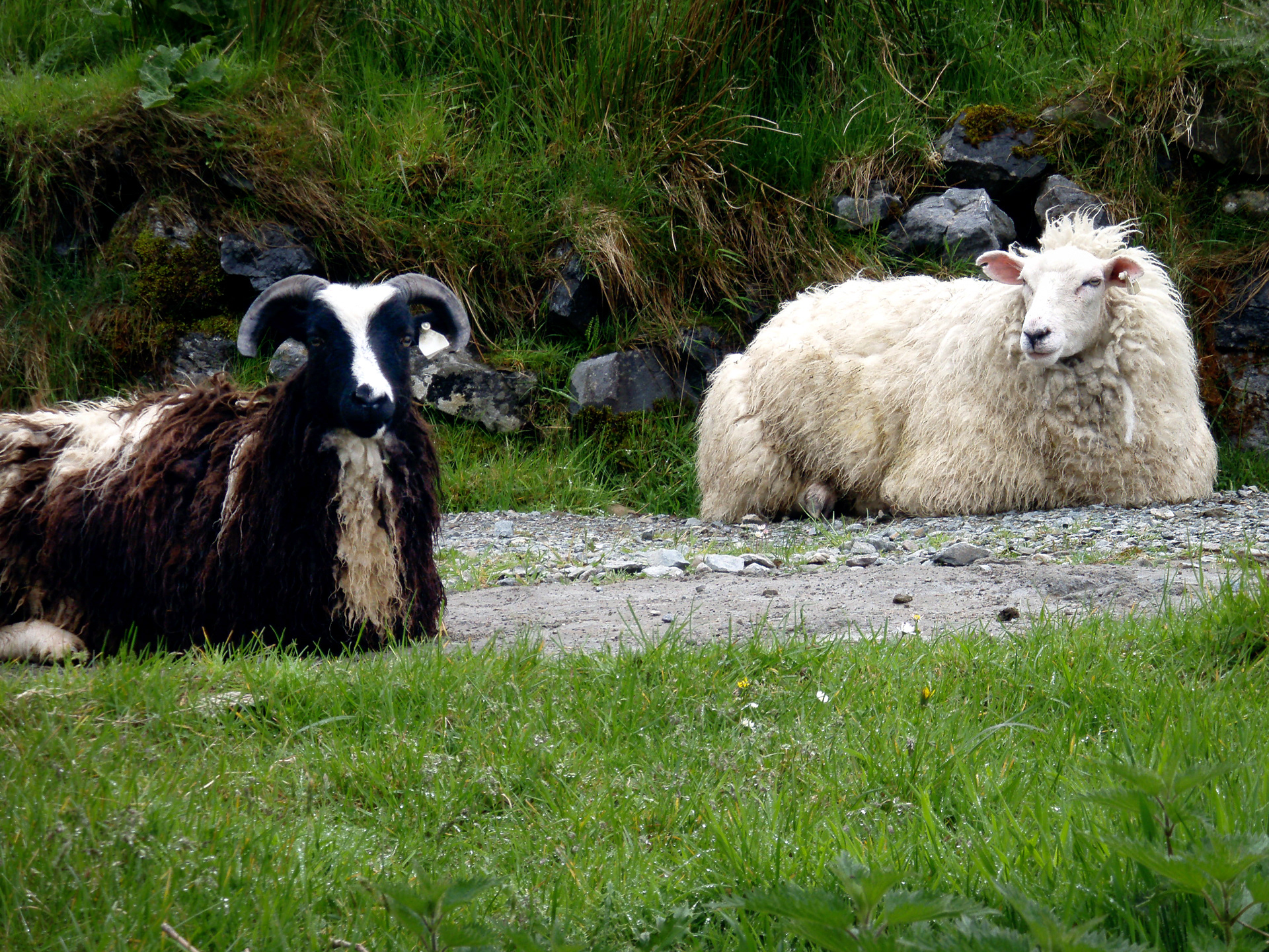 Uninterested sheep 