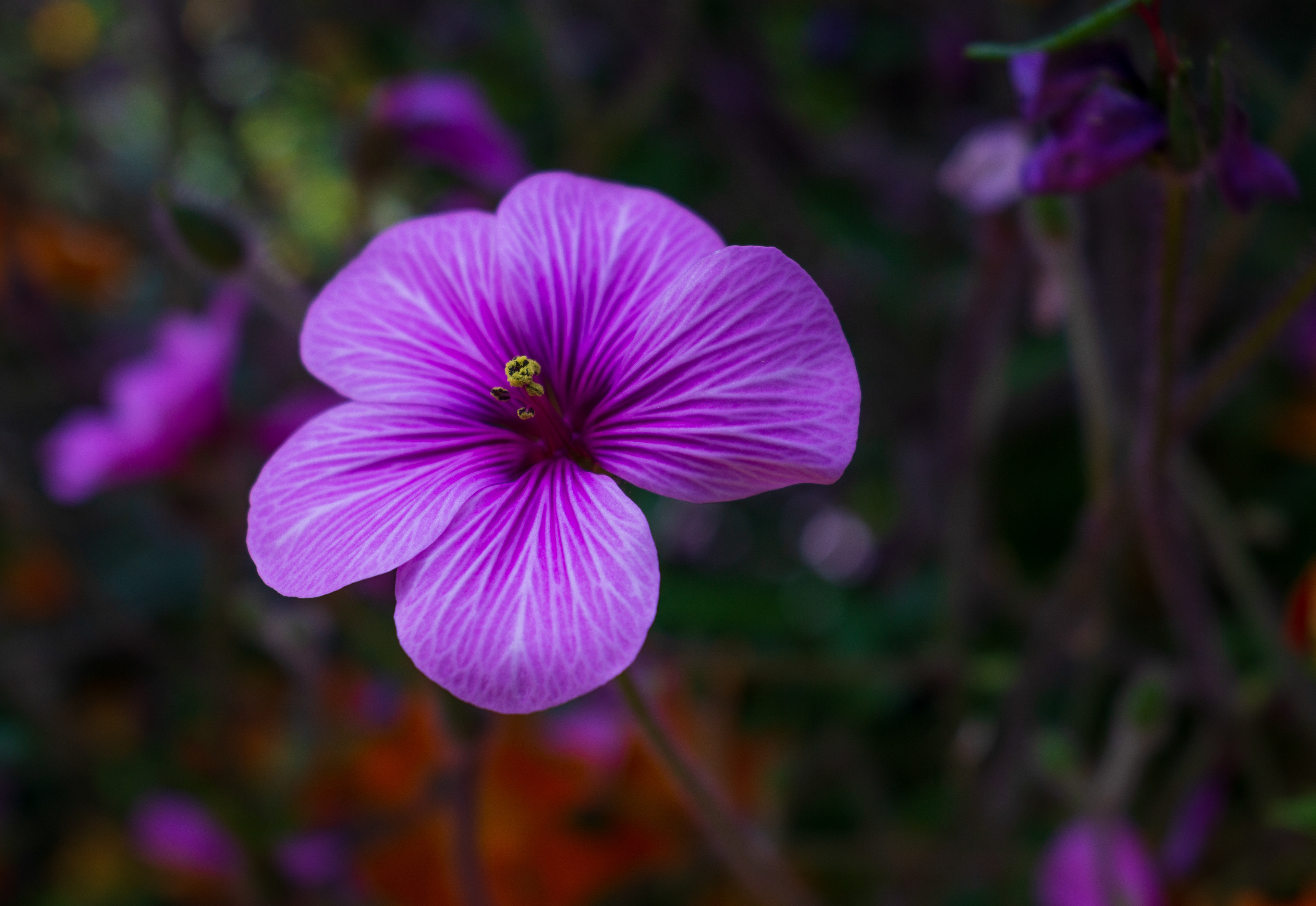 Madeira Island Geranium 