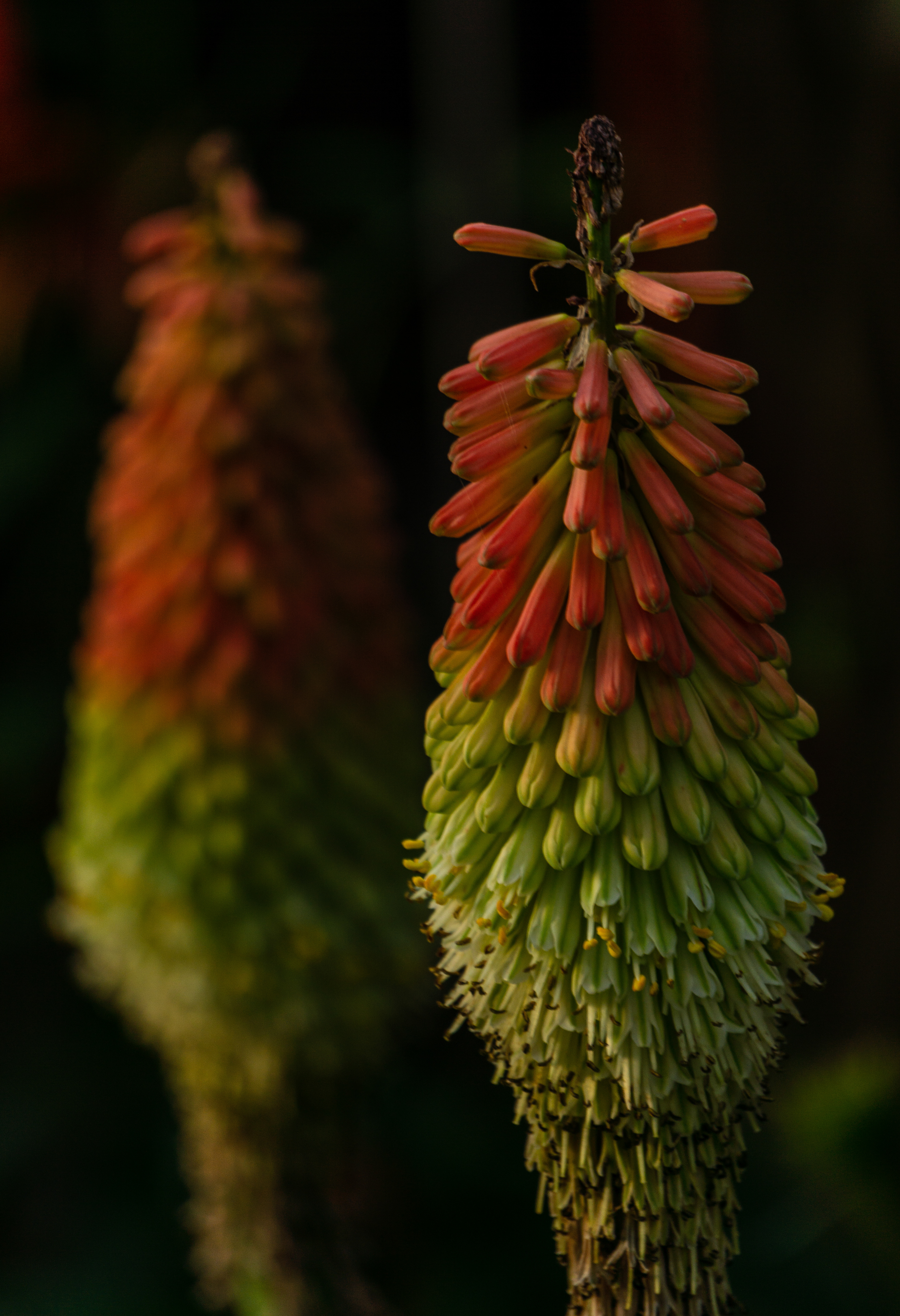 Red Hot Poker Plant