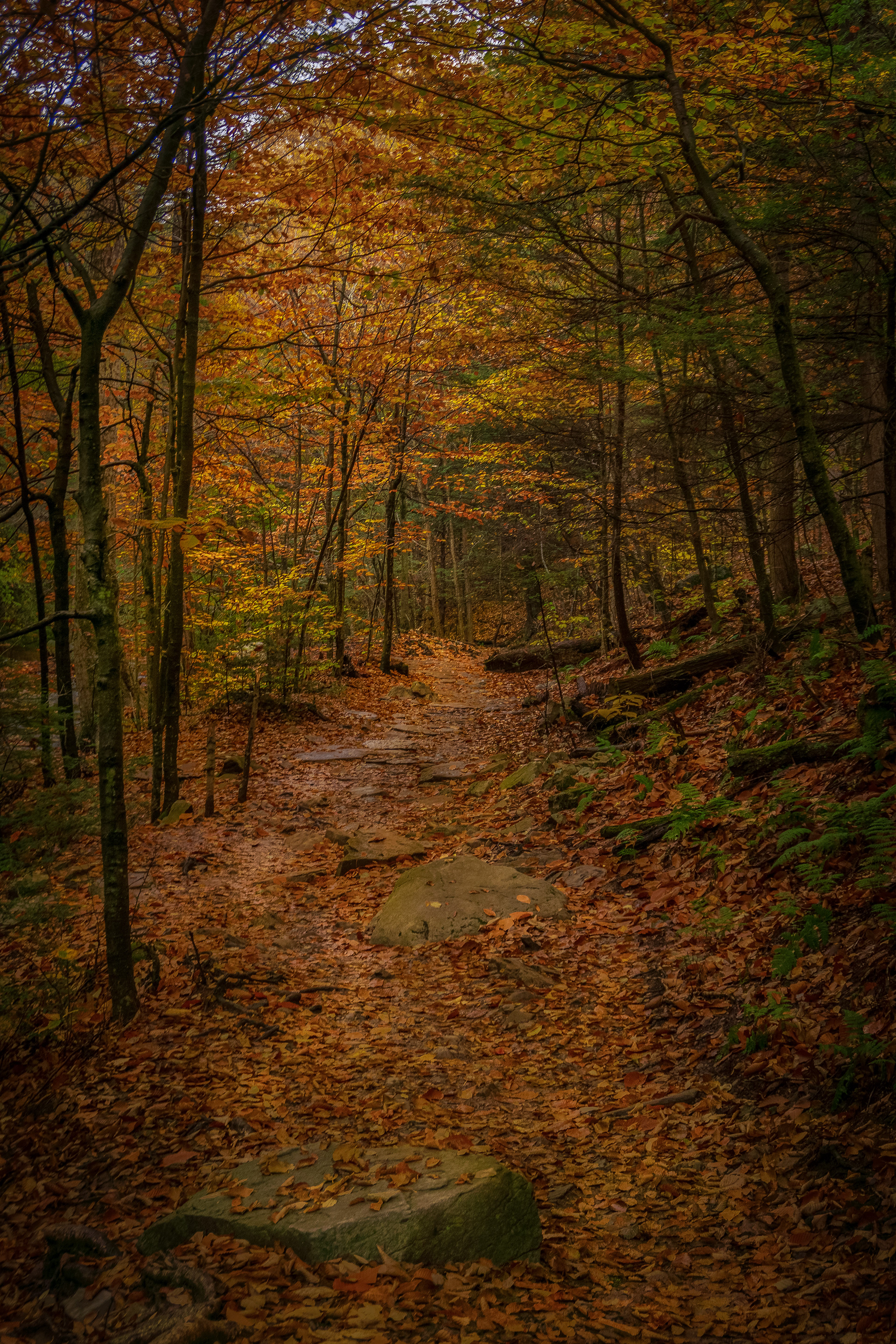 Along the Falls Trail at Rickett's Glen State Park 