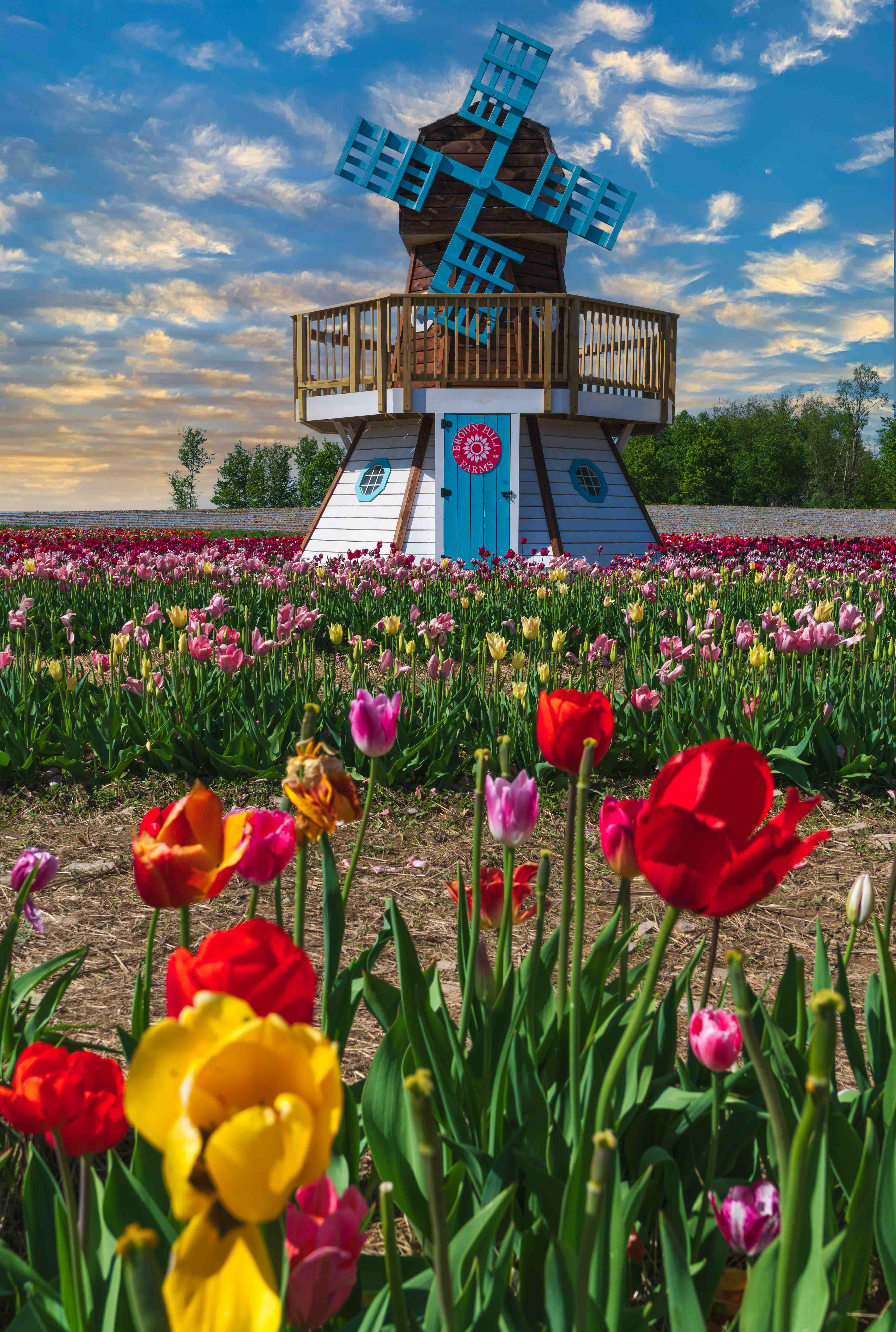 Windmill at the Tulip Farm