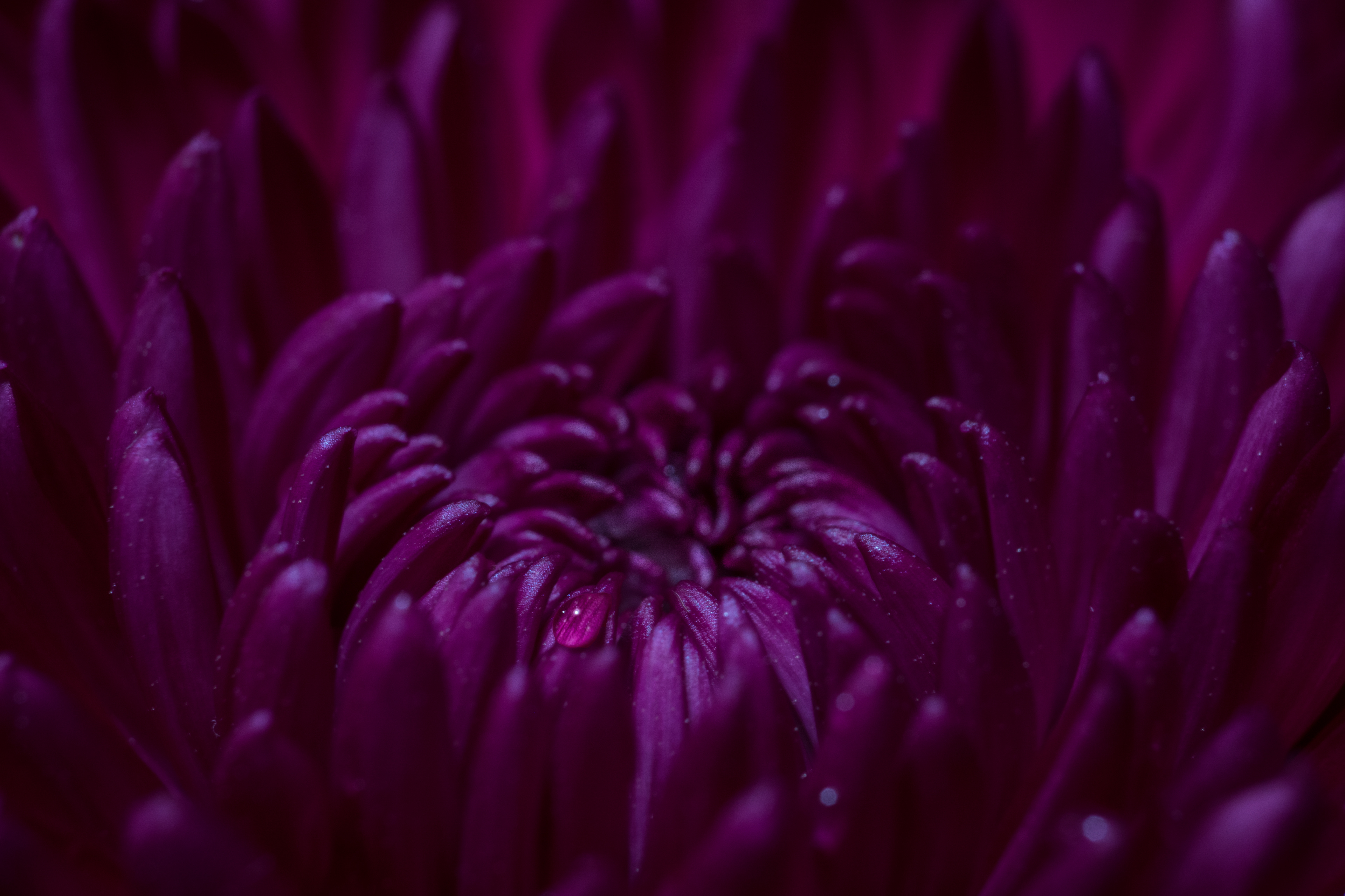 Purple Mum