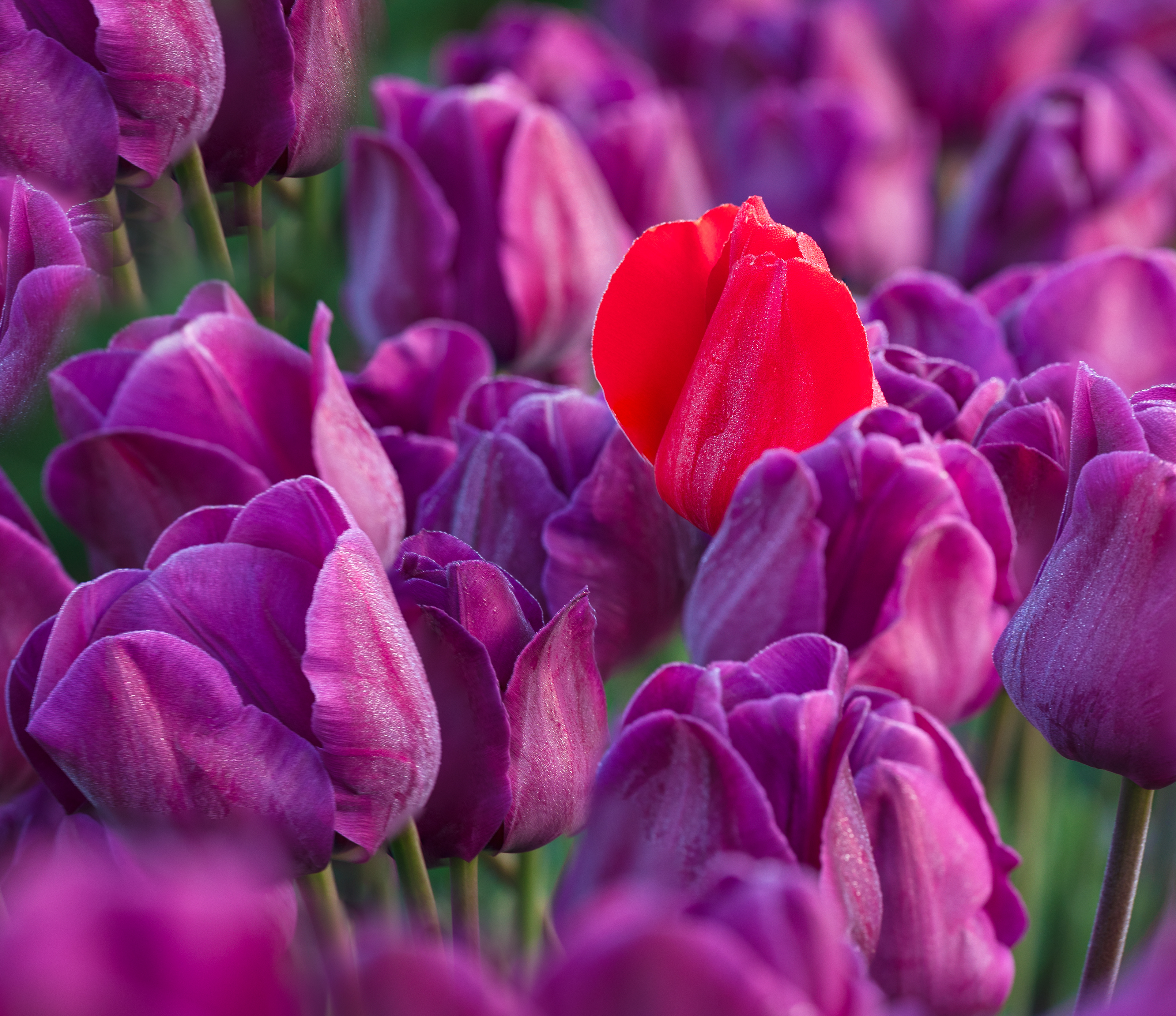 Stand Out from the crowd