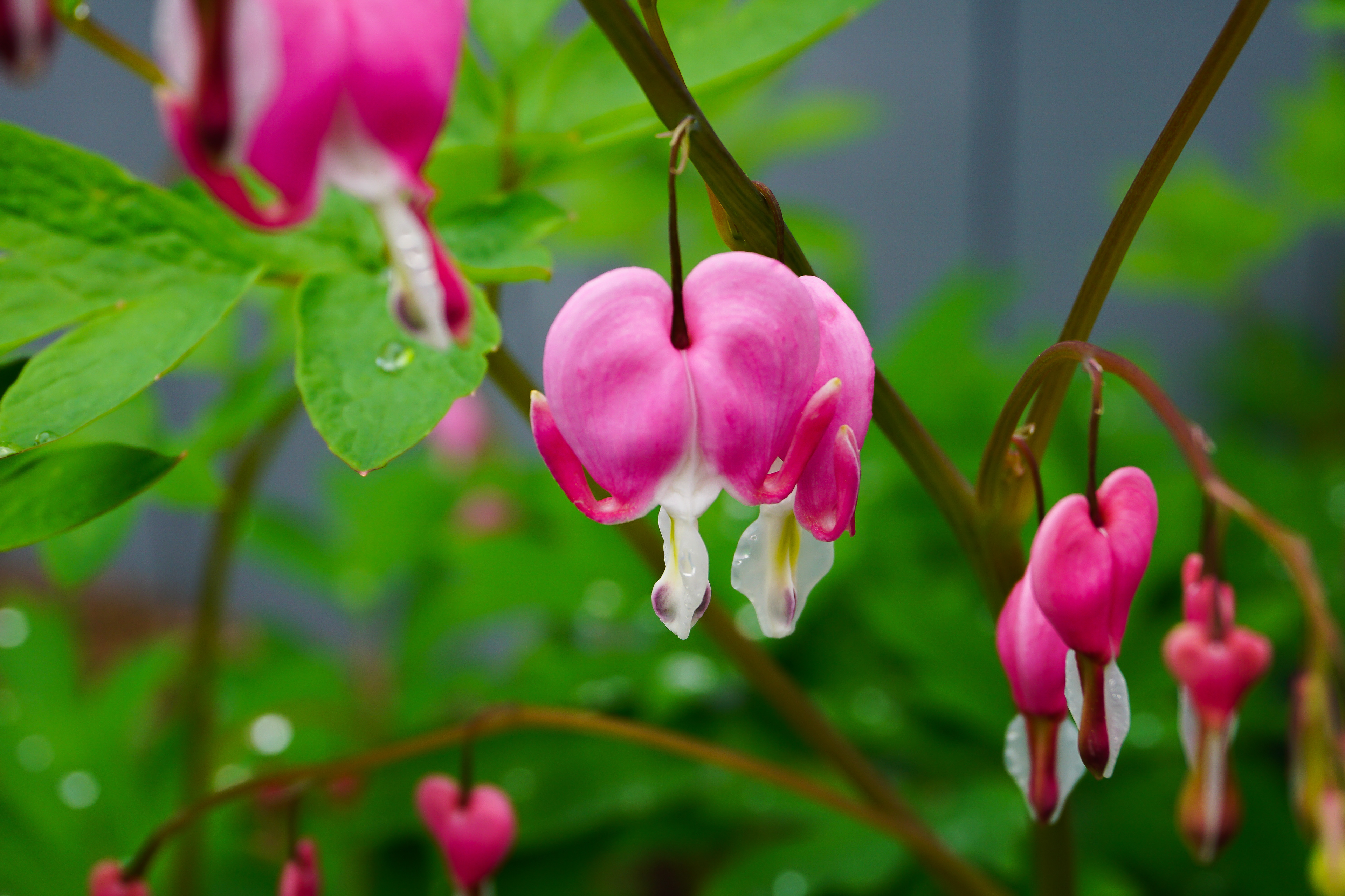 Bleeding Hearts