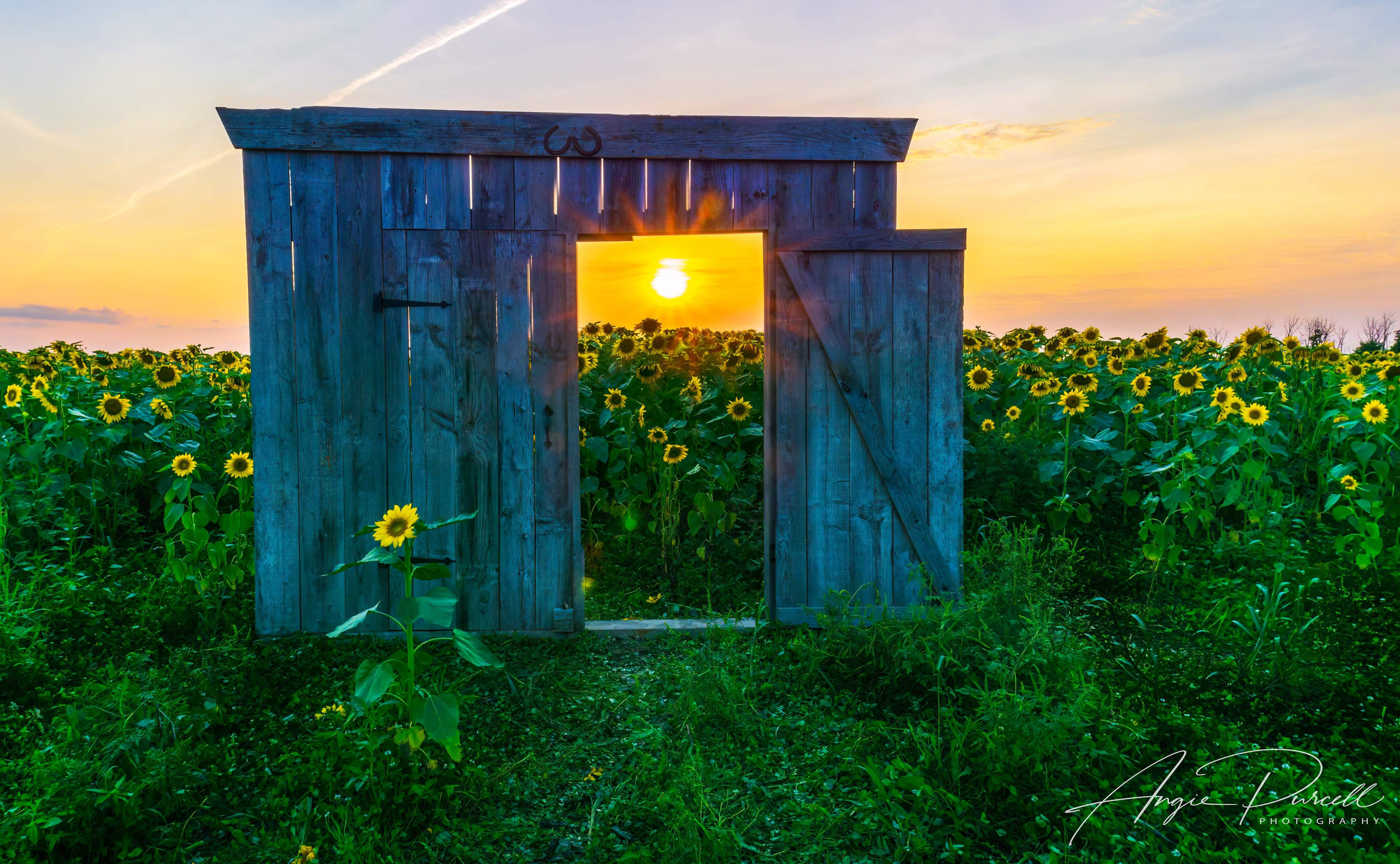 Sunset and sunflowers, Brown Hill Farms, PA