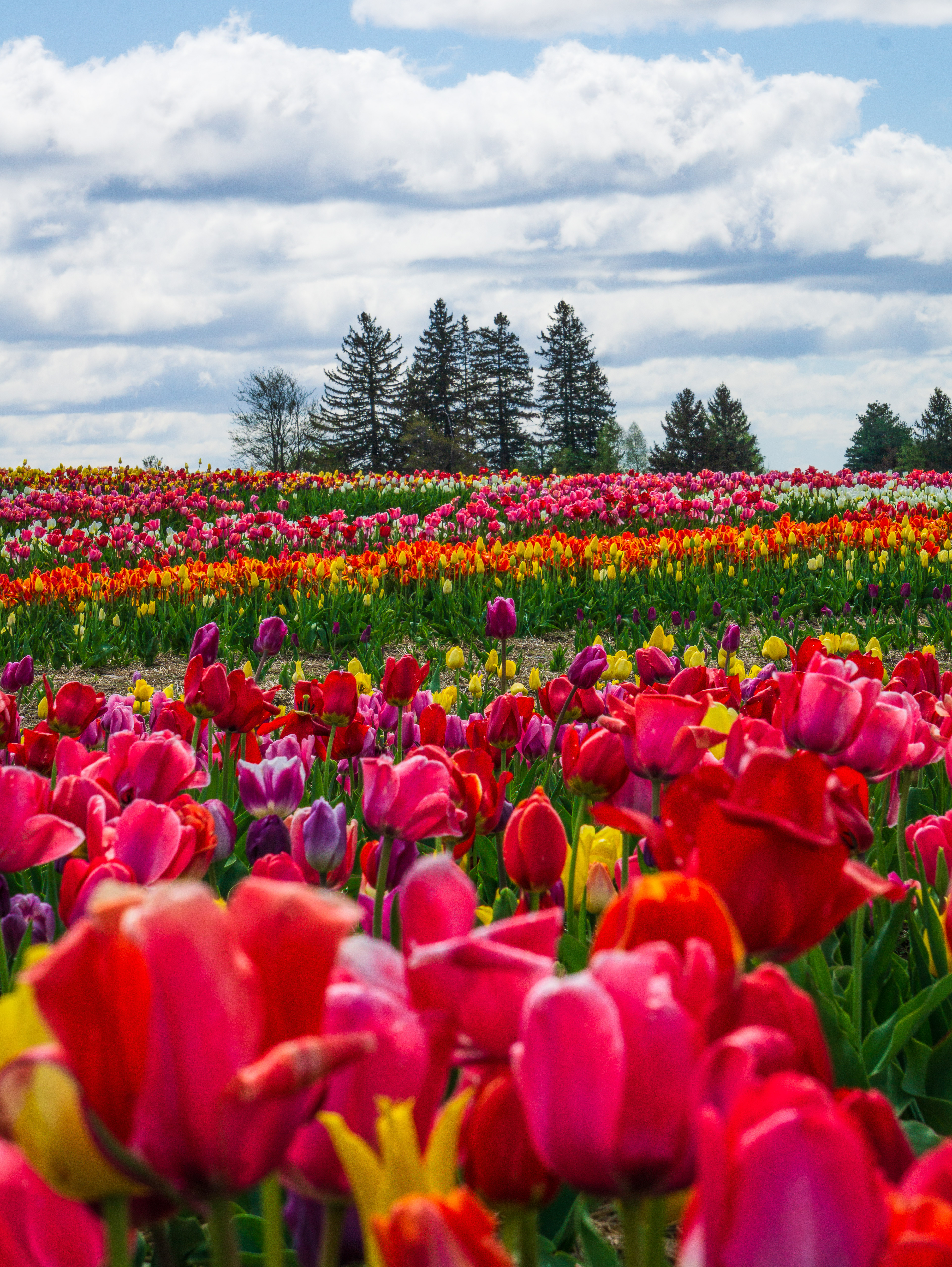 Beauty in Bloom