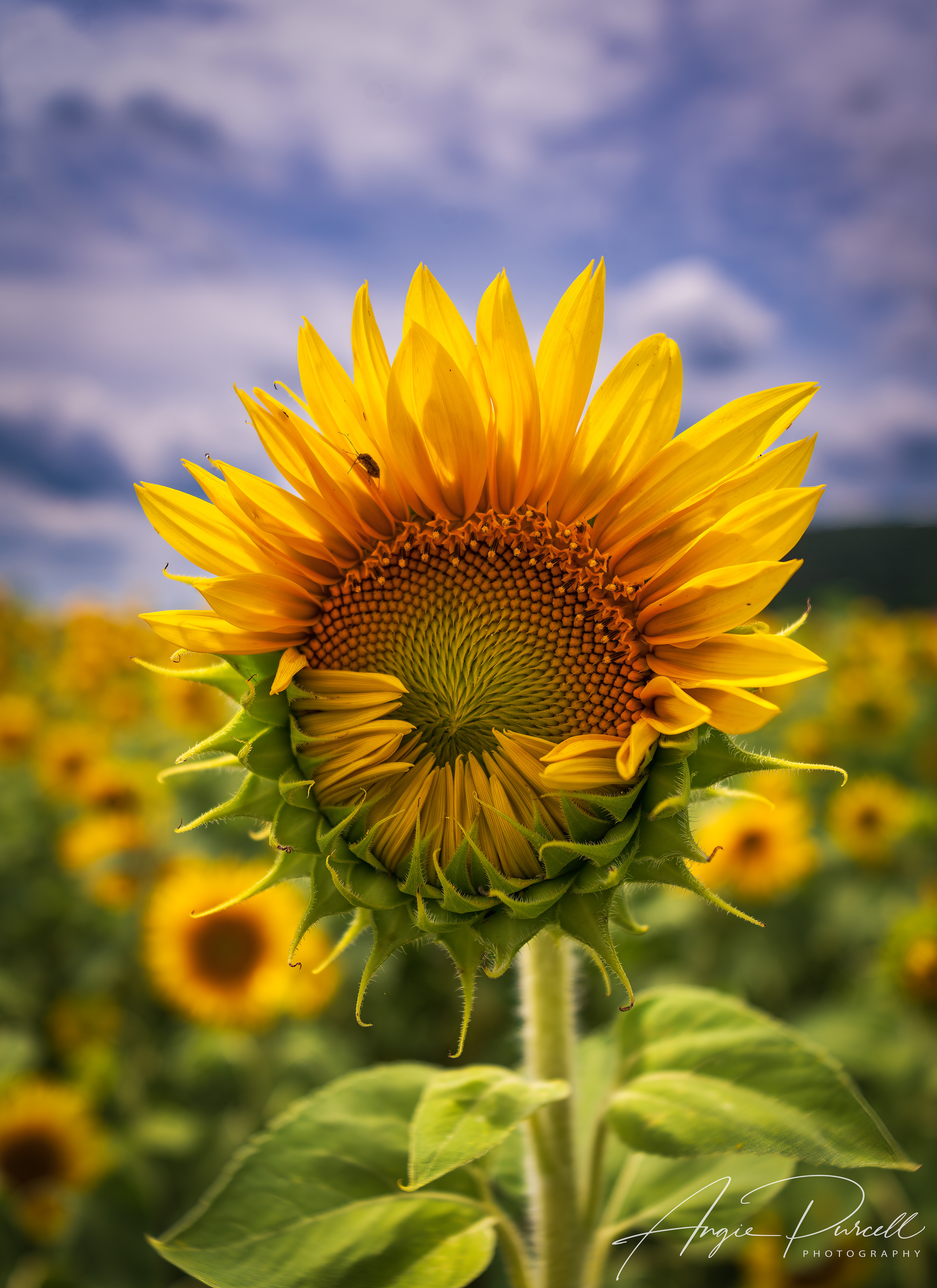 Second Mountain Sunflowers