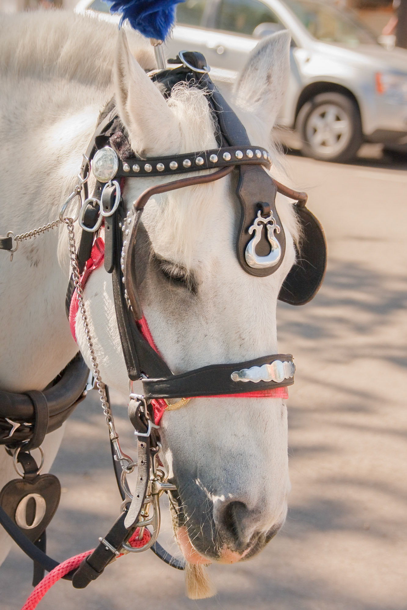 Photgraph by David J. Manning