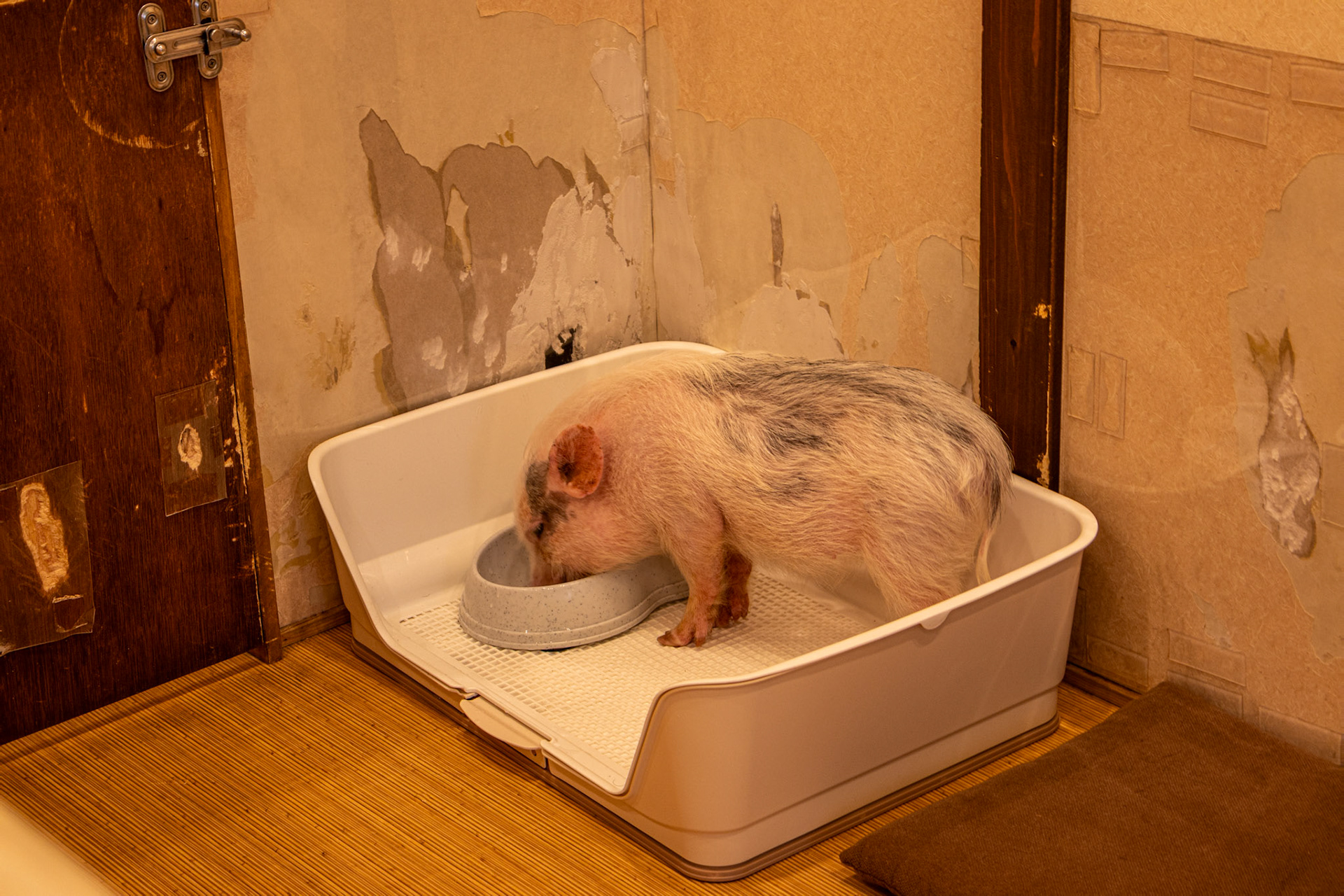 Micro pig cafe