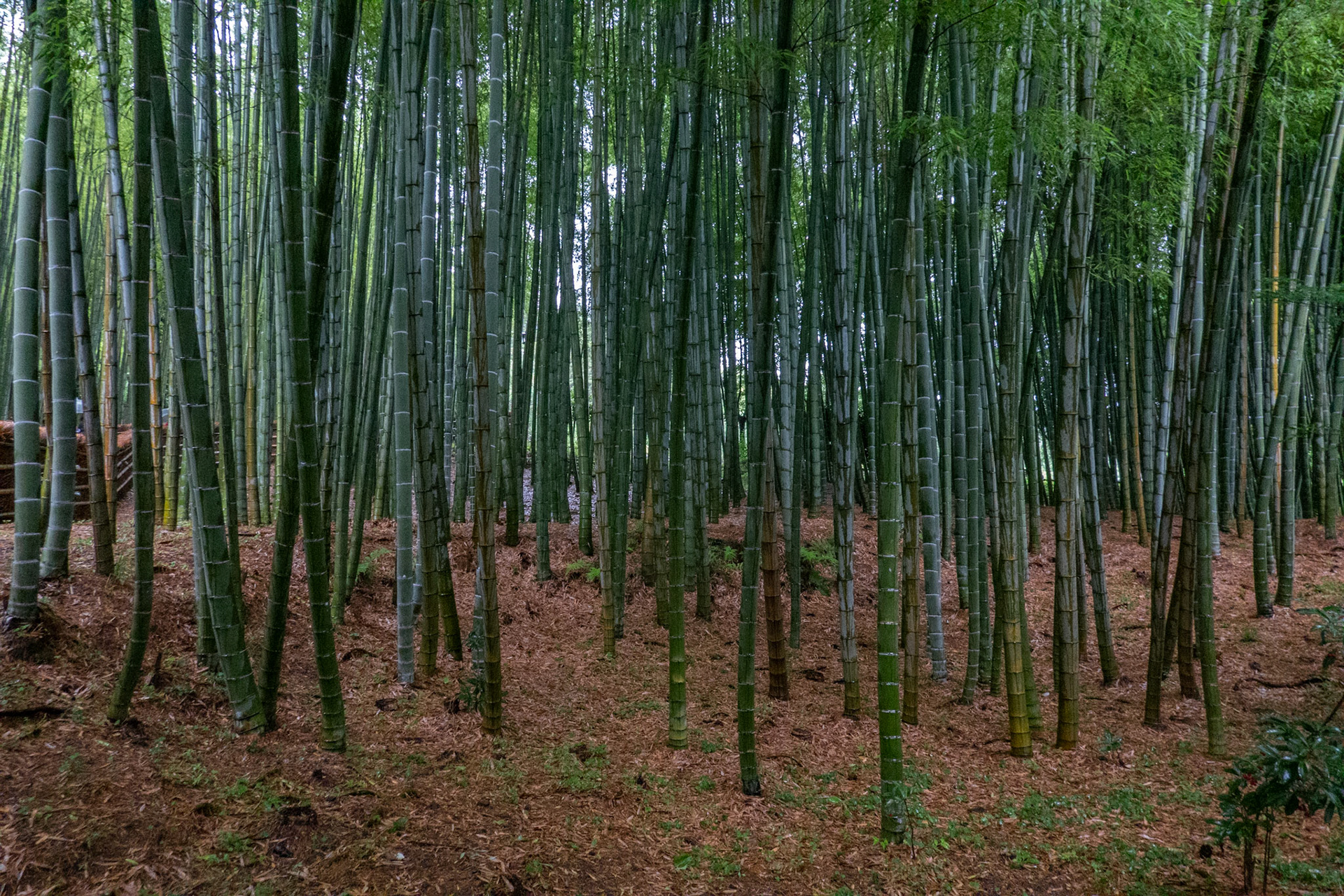 Bamboo gardens, Adashino Nenbutsuji Templeあだし野念仏寺
