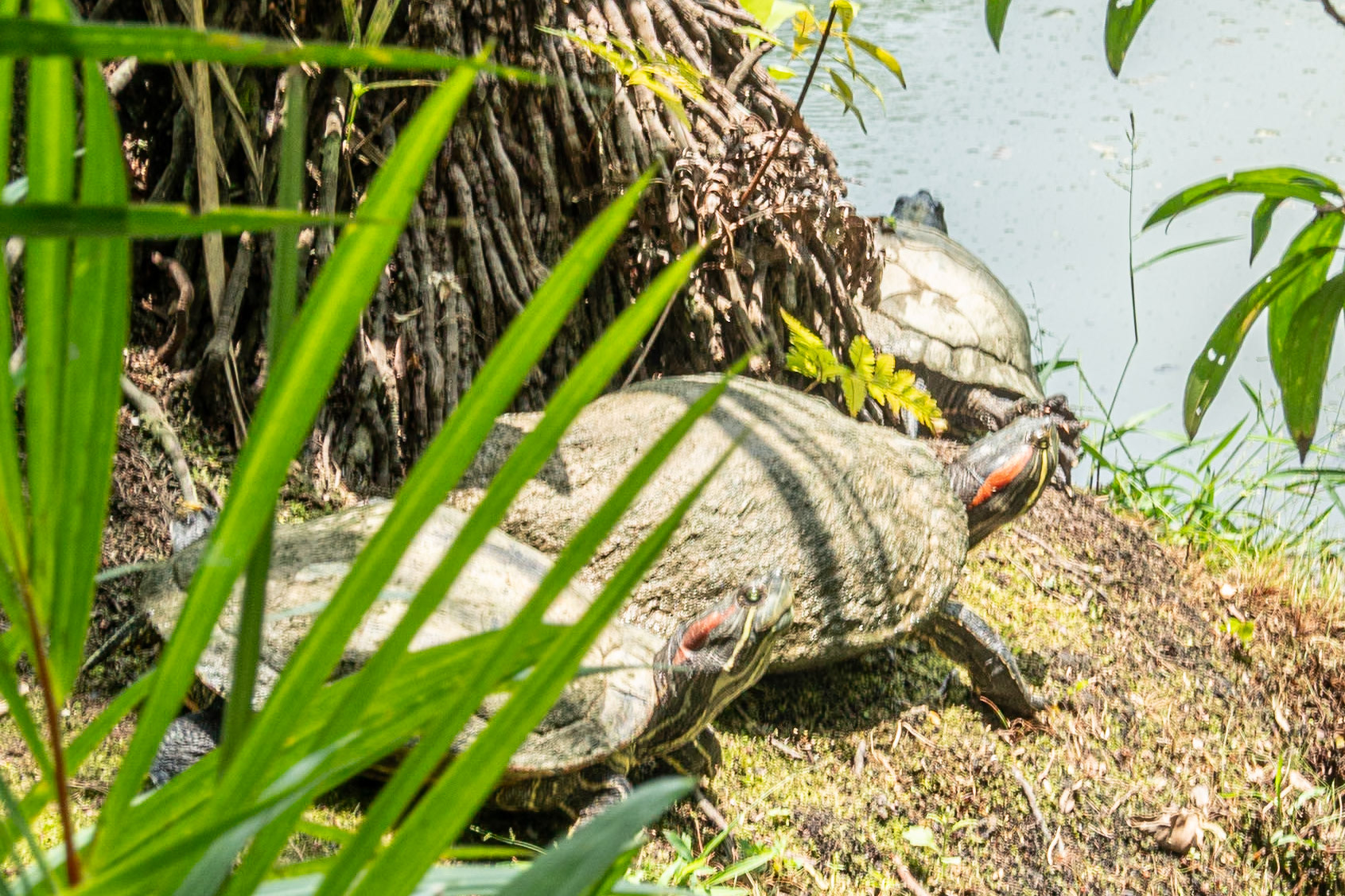 Sunbathing turtles