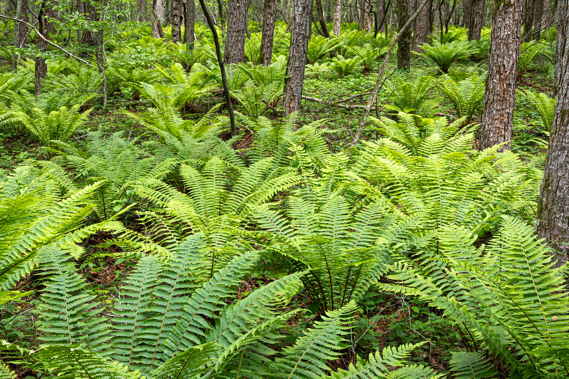 Ferns, Shinanoji nature trail