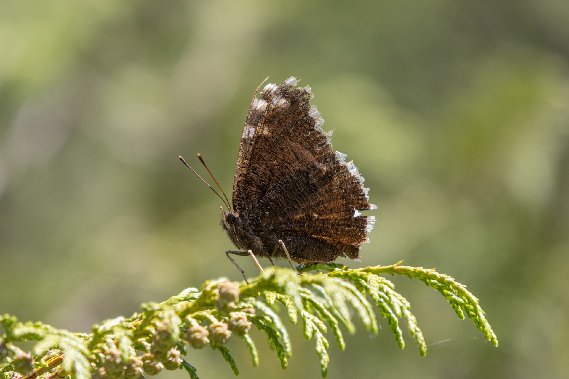 Butterfly. It wou;dn't open its wings
