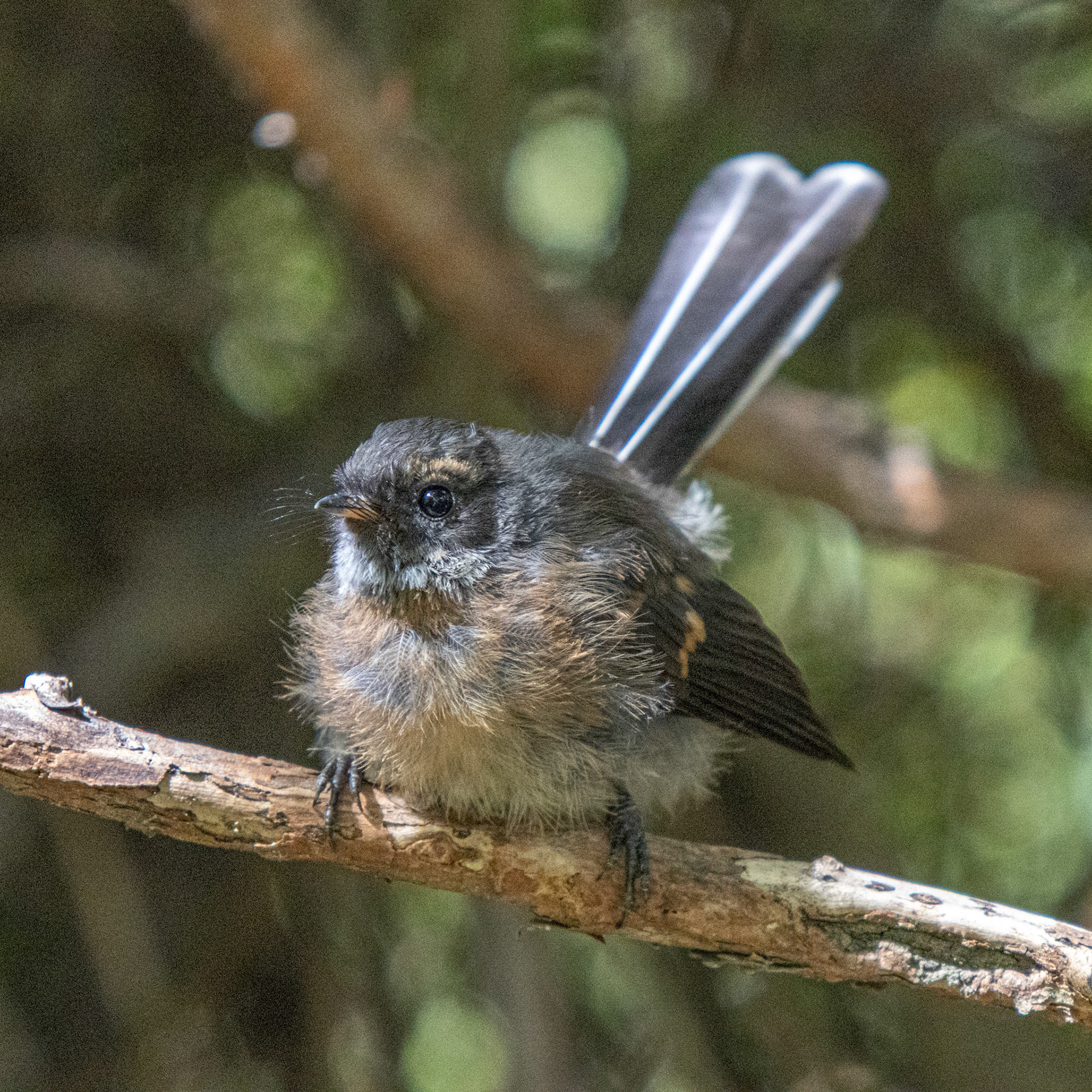 Juvenile fantail